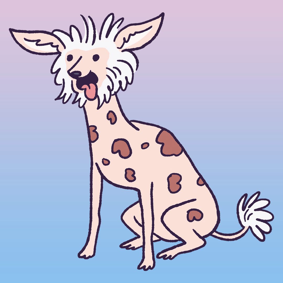 Chinese Crested #368