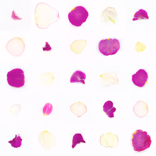 Infinite Petals 5x5#21132