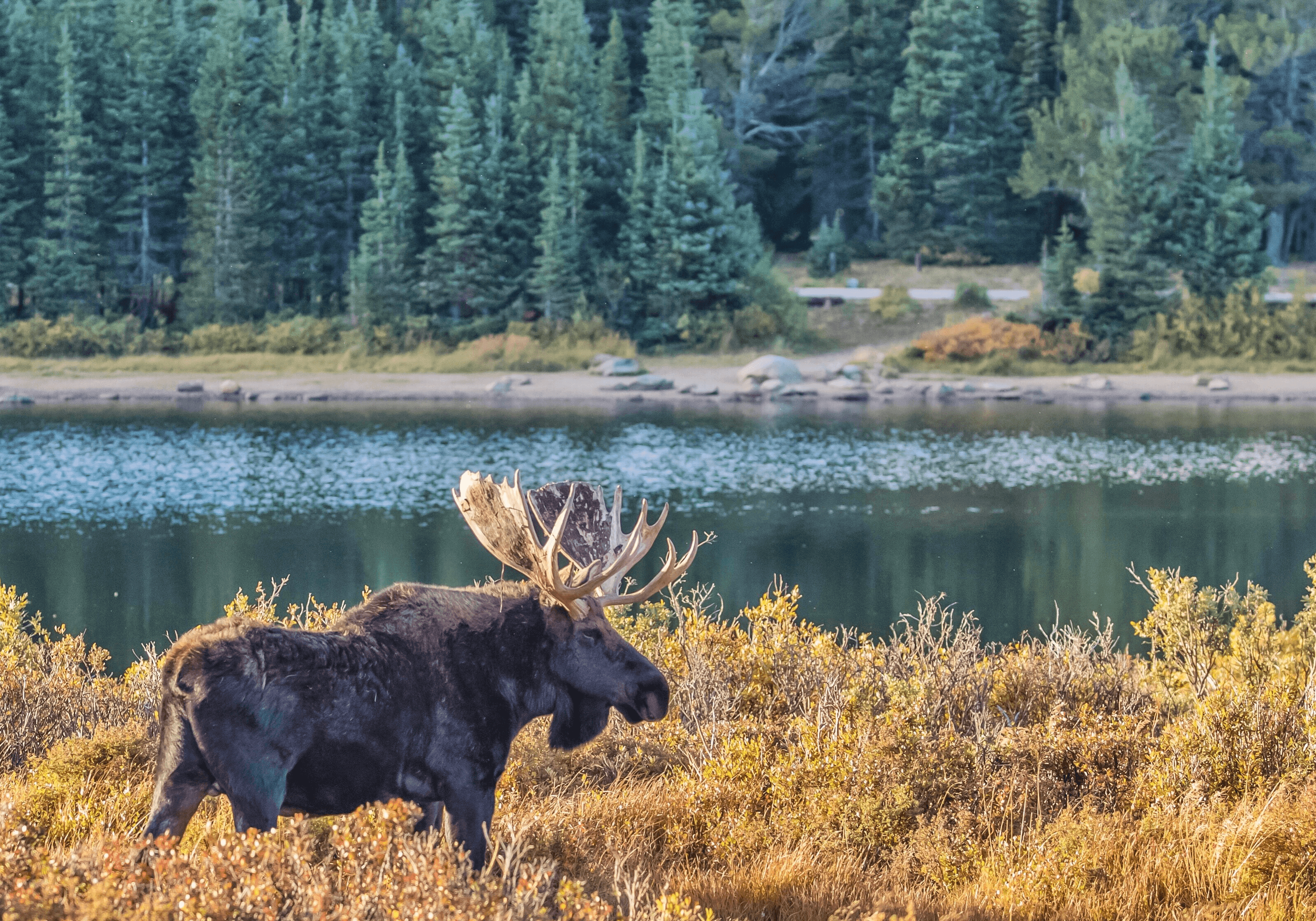 Balance #05 Moose