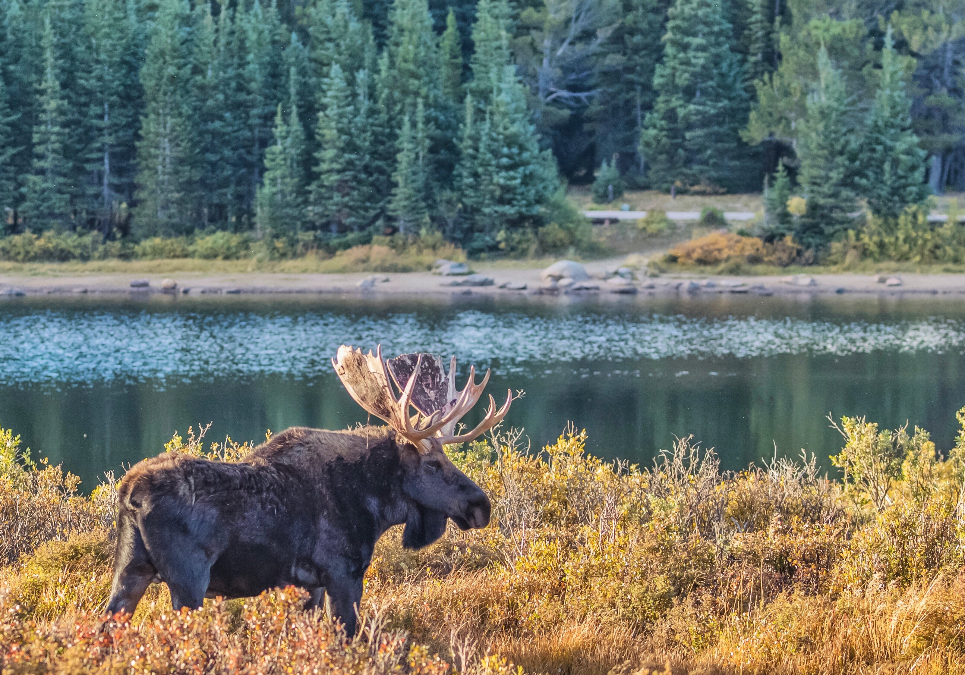 Balance #05 Moose