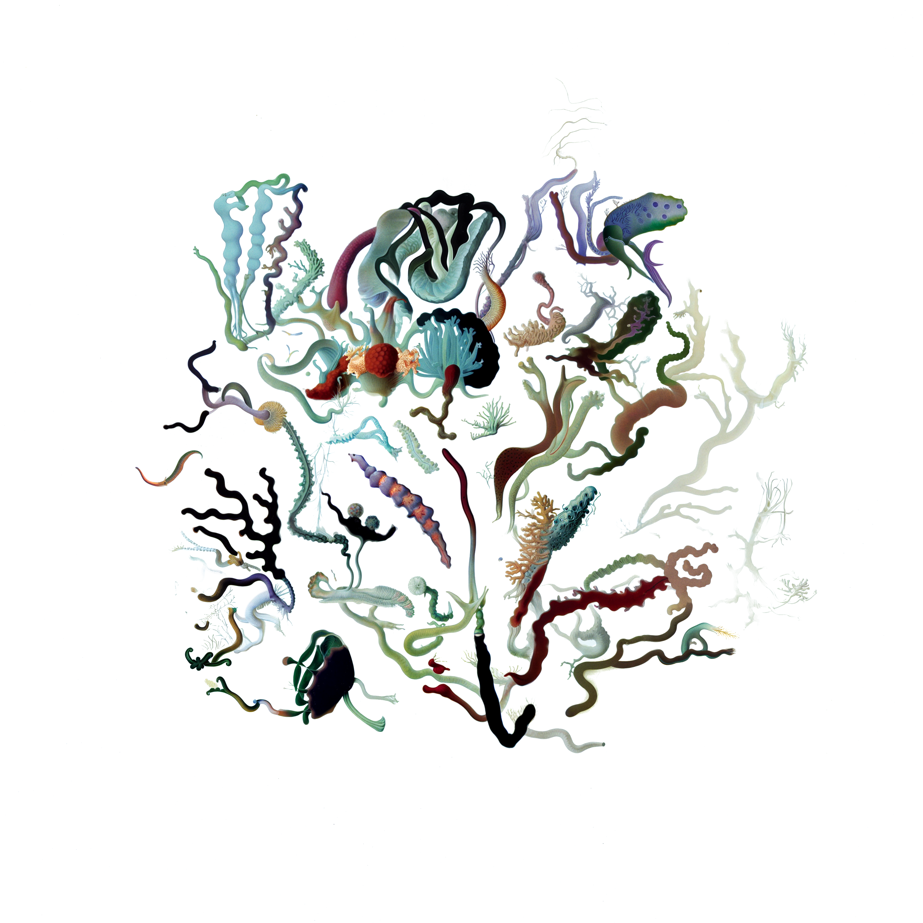 Intertidal Samples #41