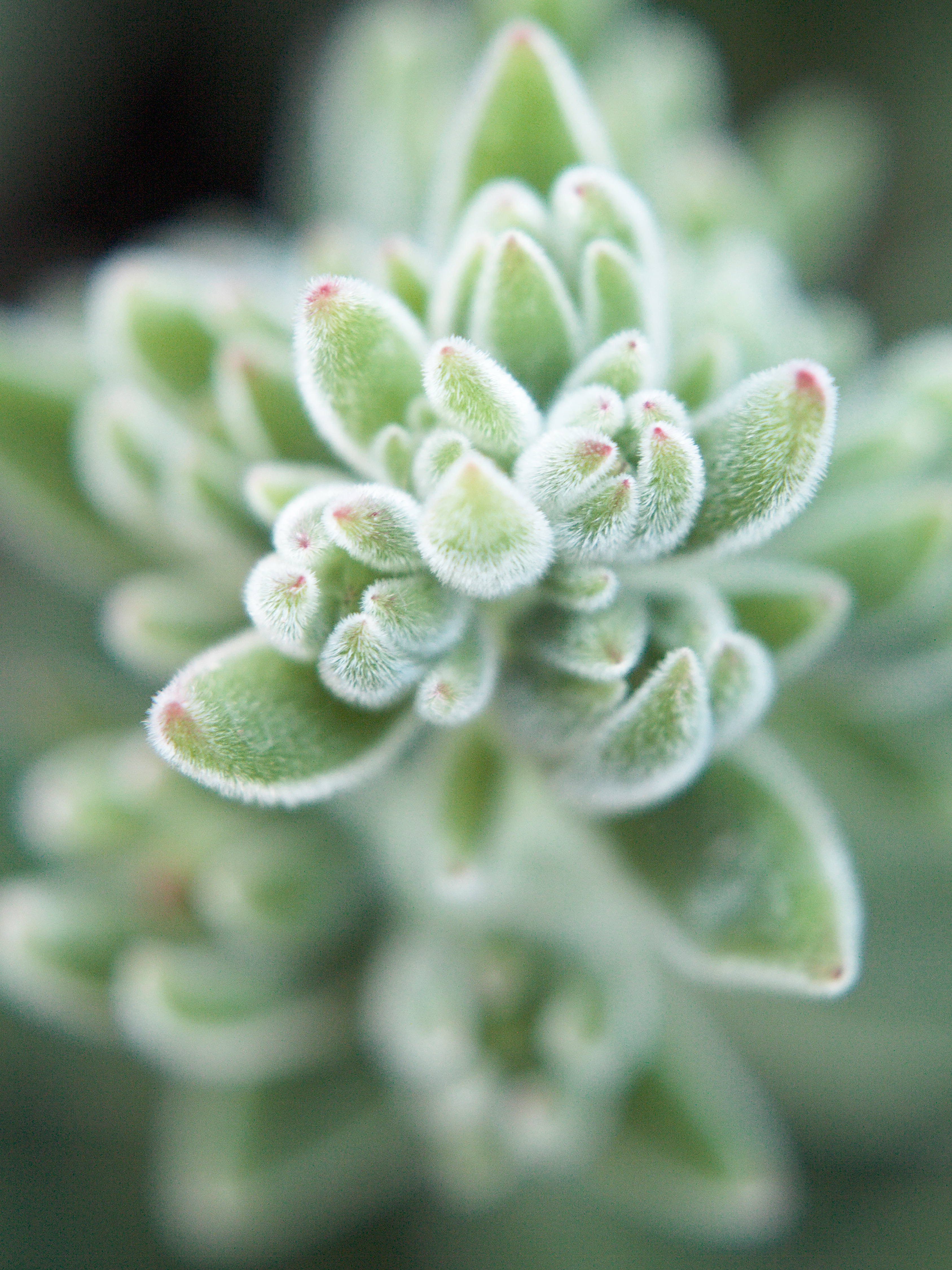 Bushes and Succulents - Succulents #39