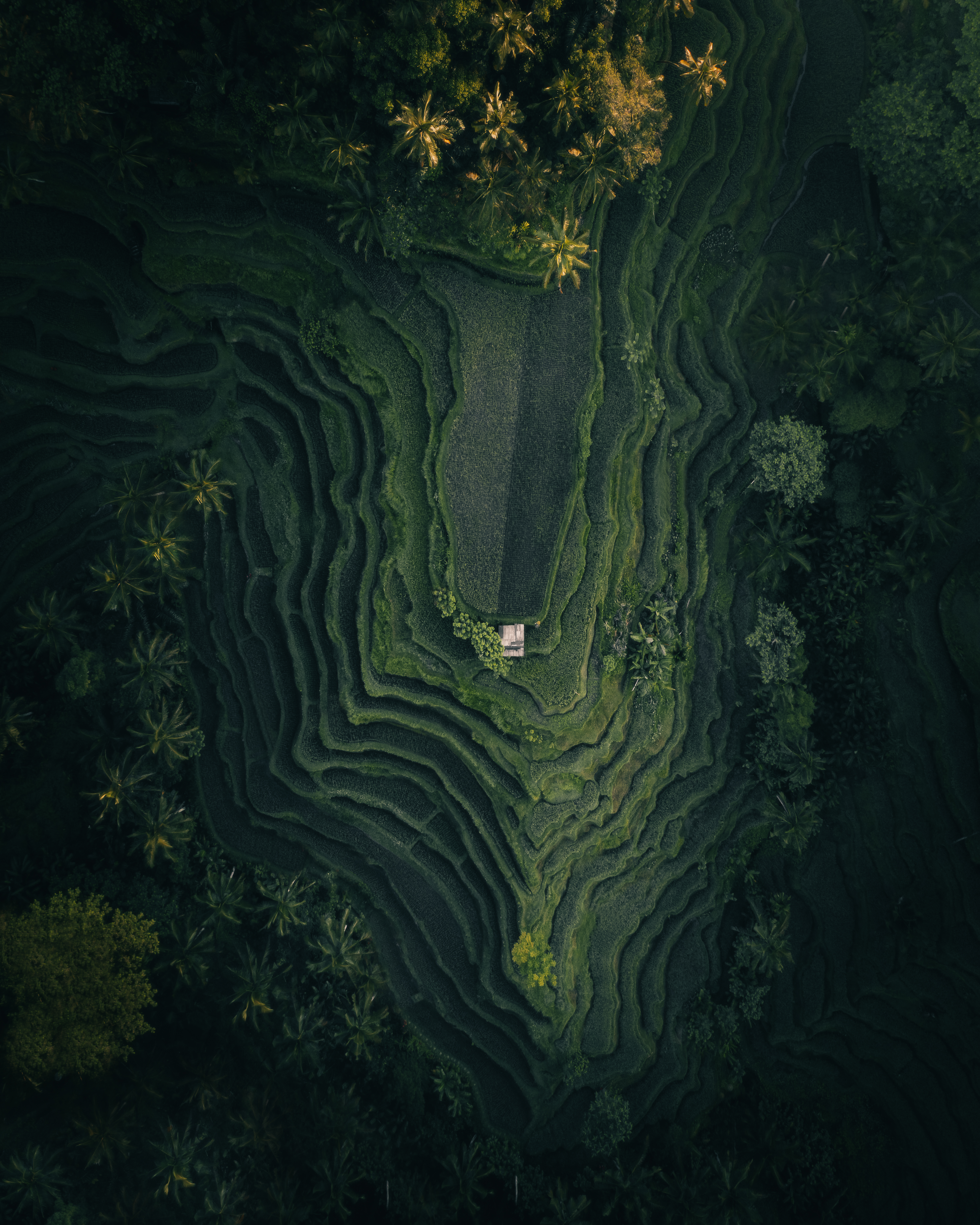 BALI