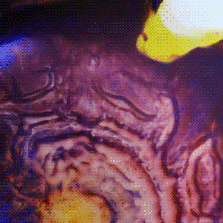 SN496
