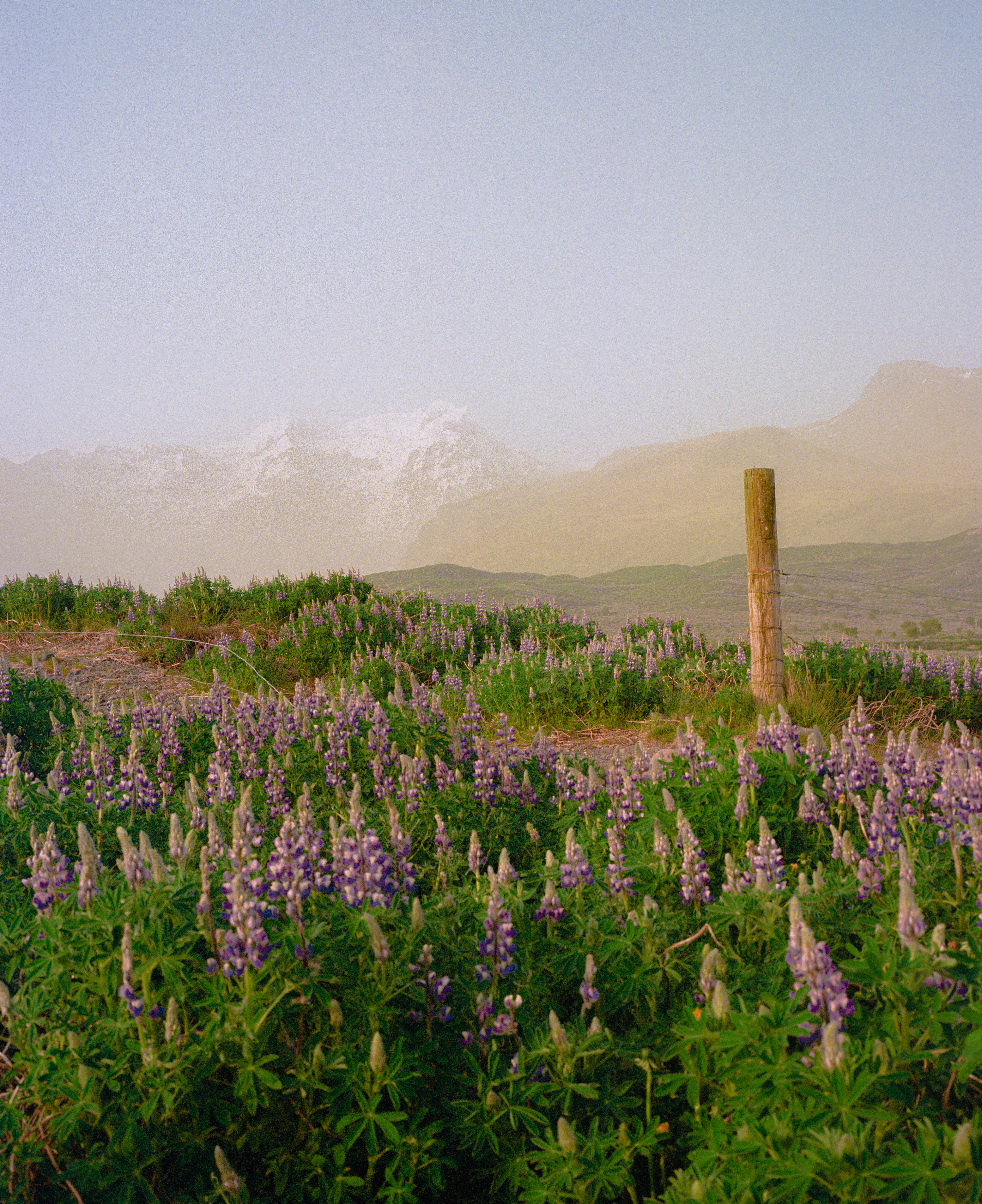 A Field of Lupins