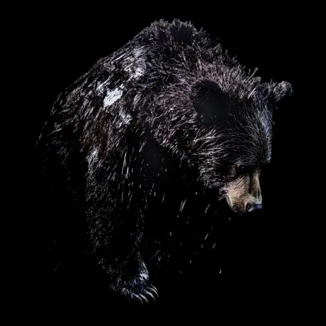 bear #3935
