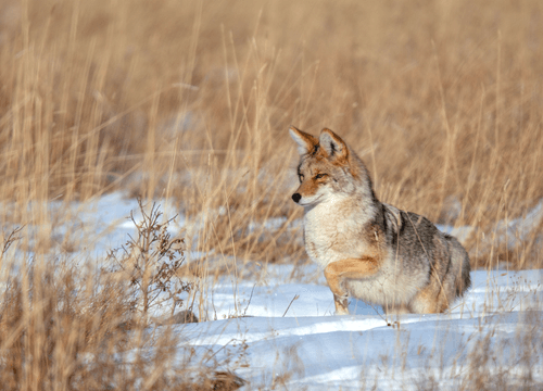 Balance in Nature "Yellowstone Coyote"