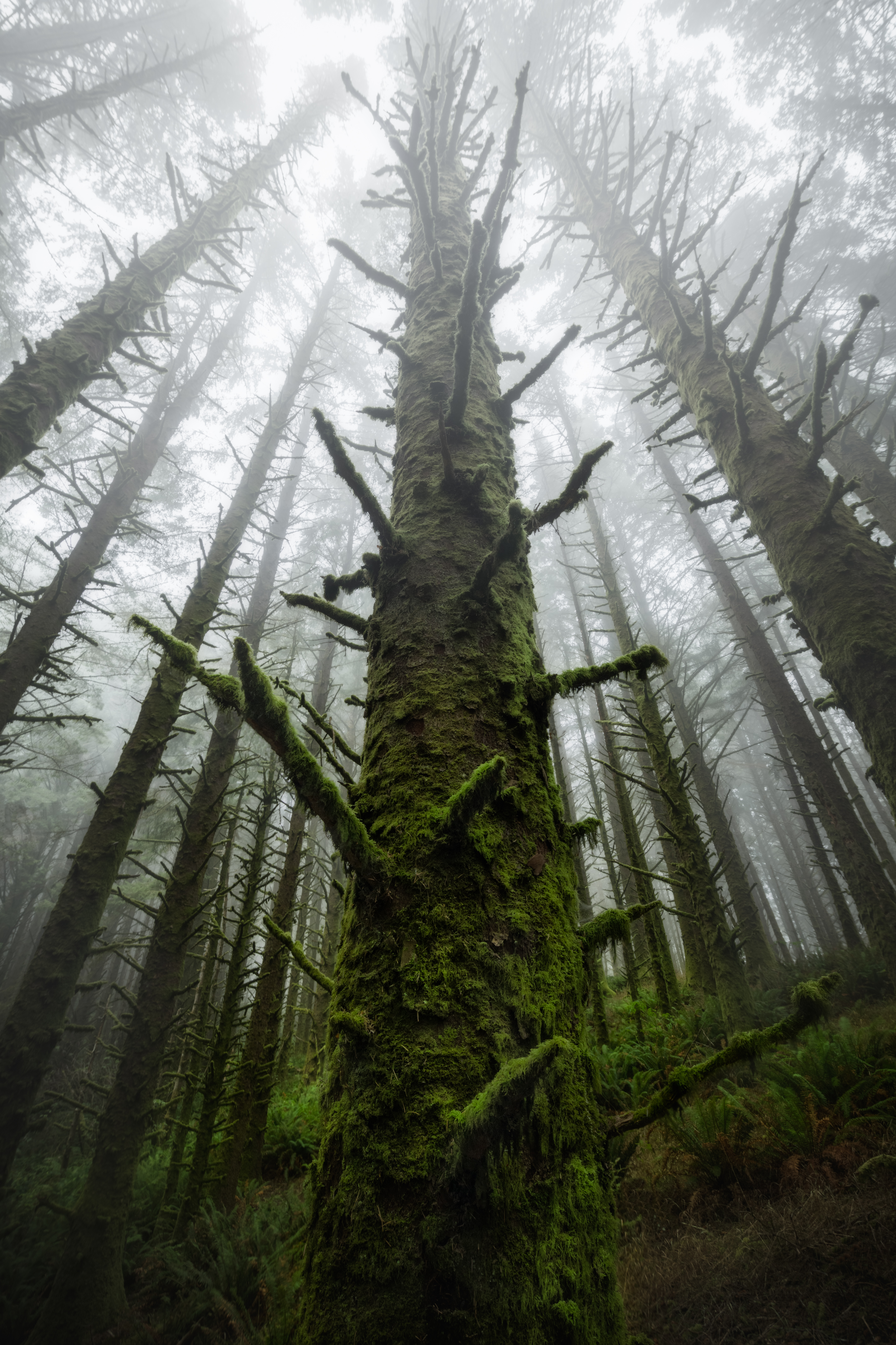 The Watchmen | Wild Oregon