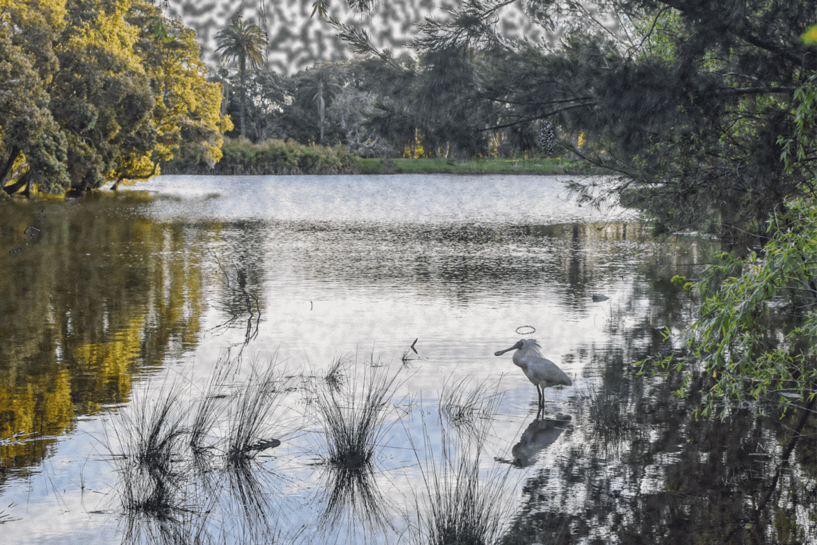Royal Spoonbill Scene