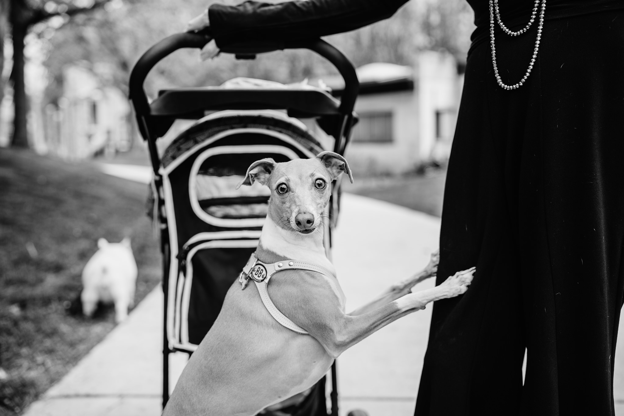 A Tribute to Erwitt