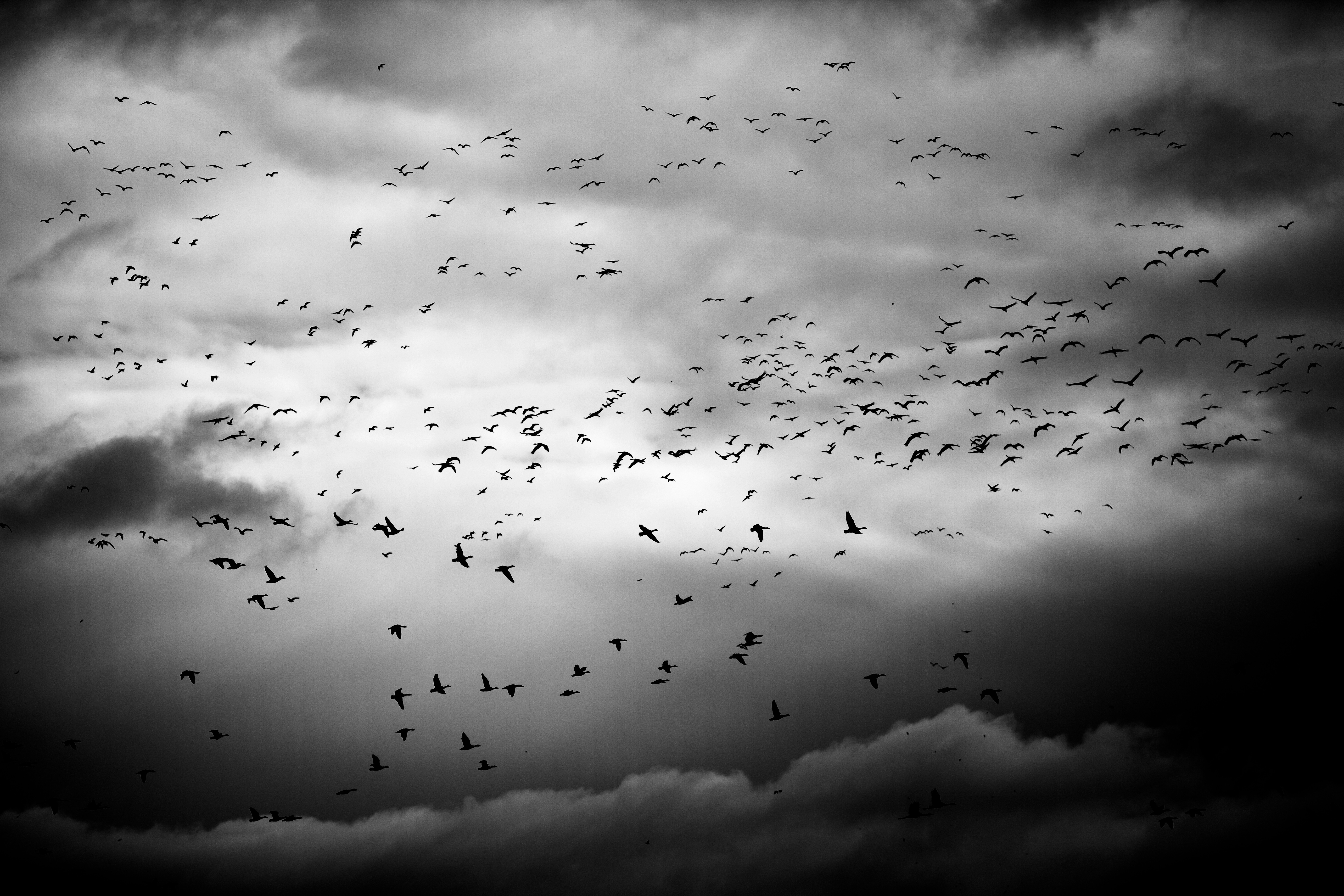 Flock Together #45/69