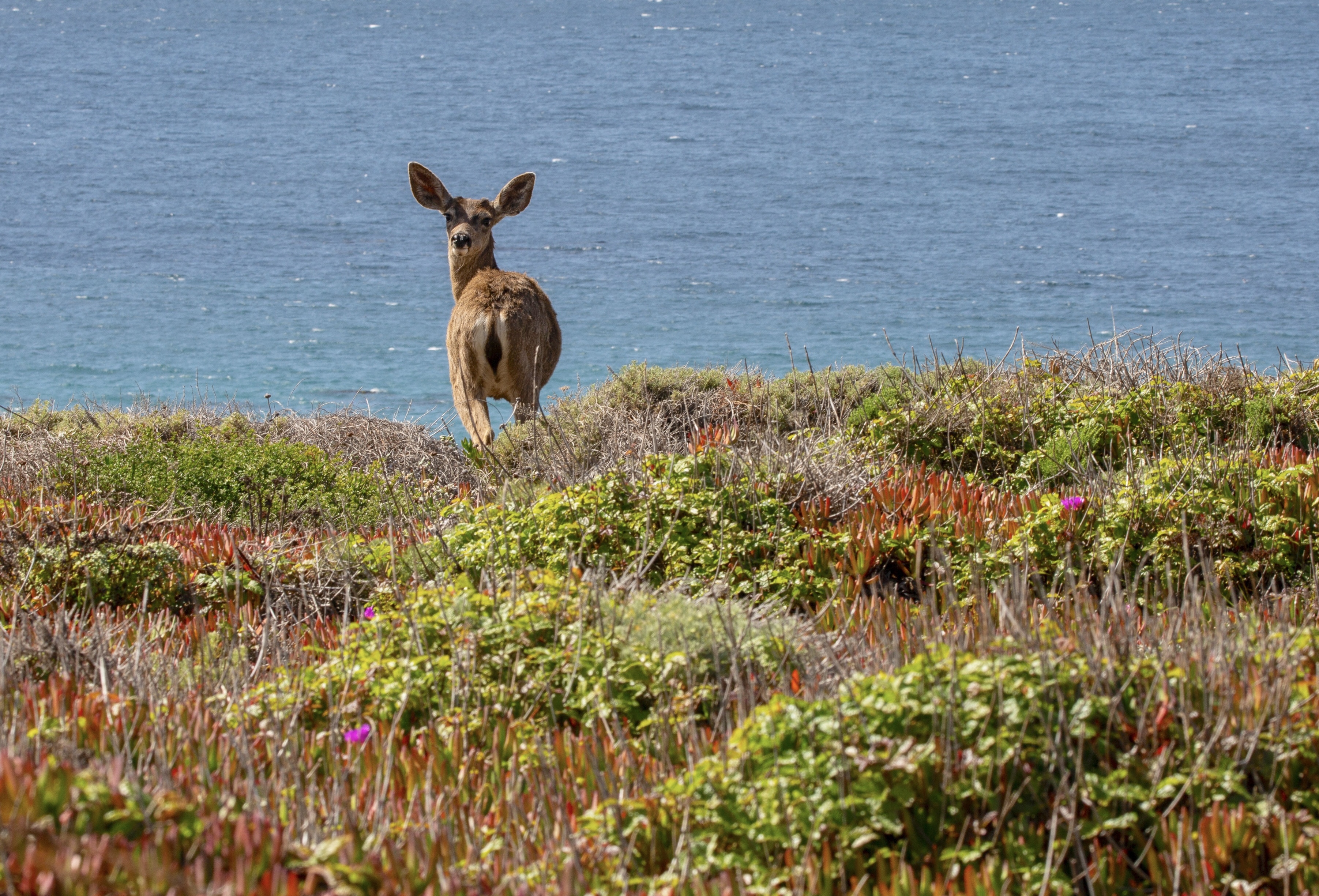 Balance #34  Deer
