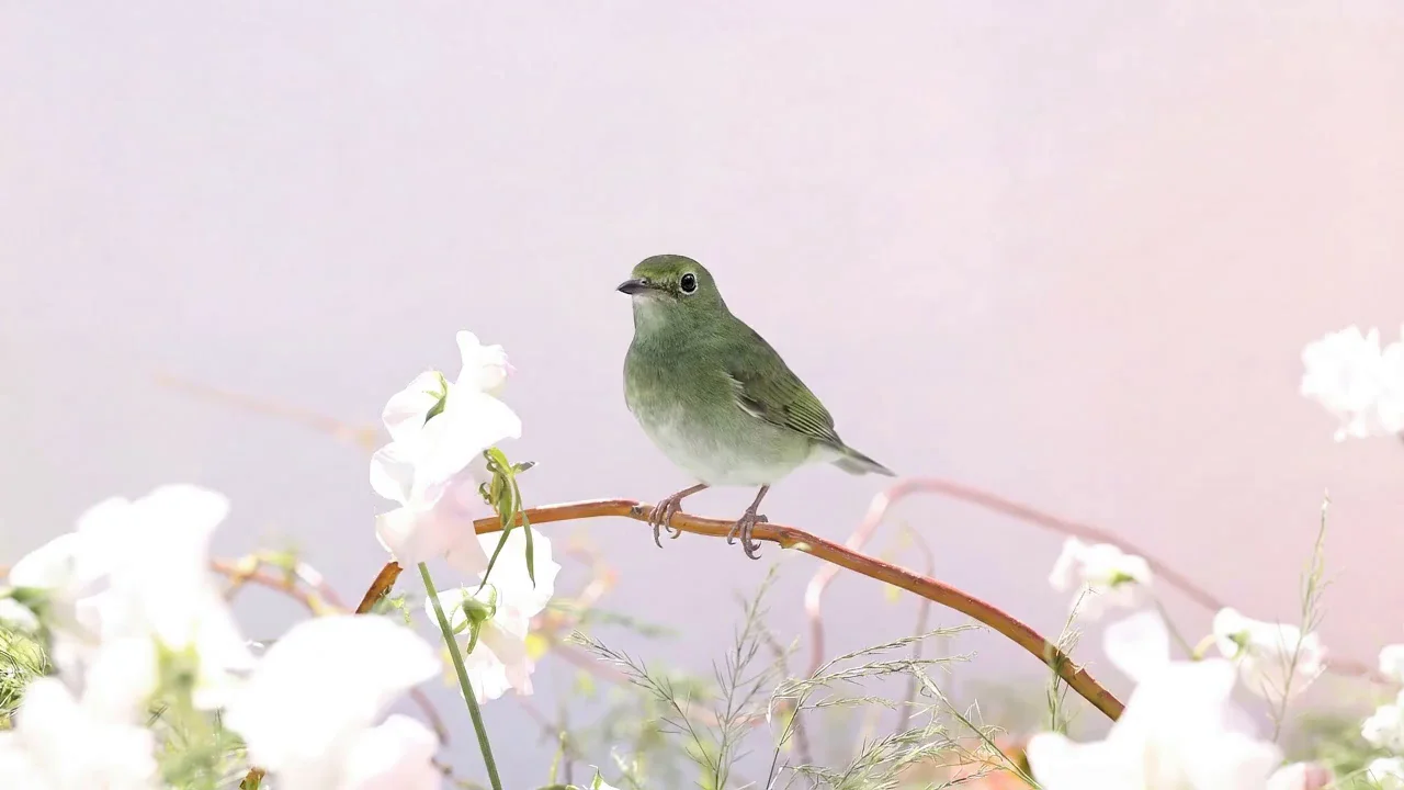 Sprite, A Place Between