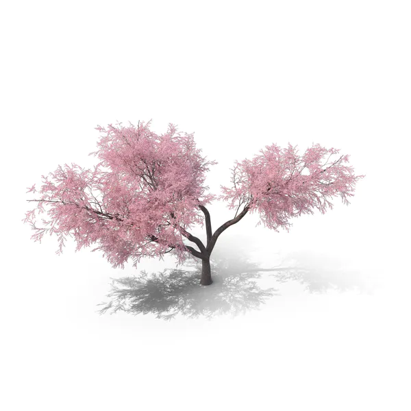 Your Tree I Japanese Cherry Tree
