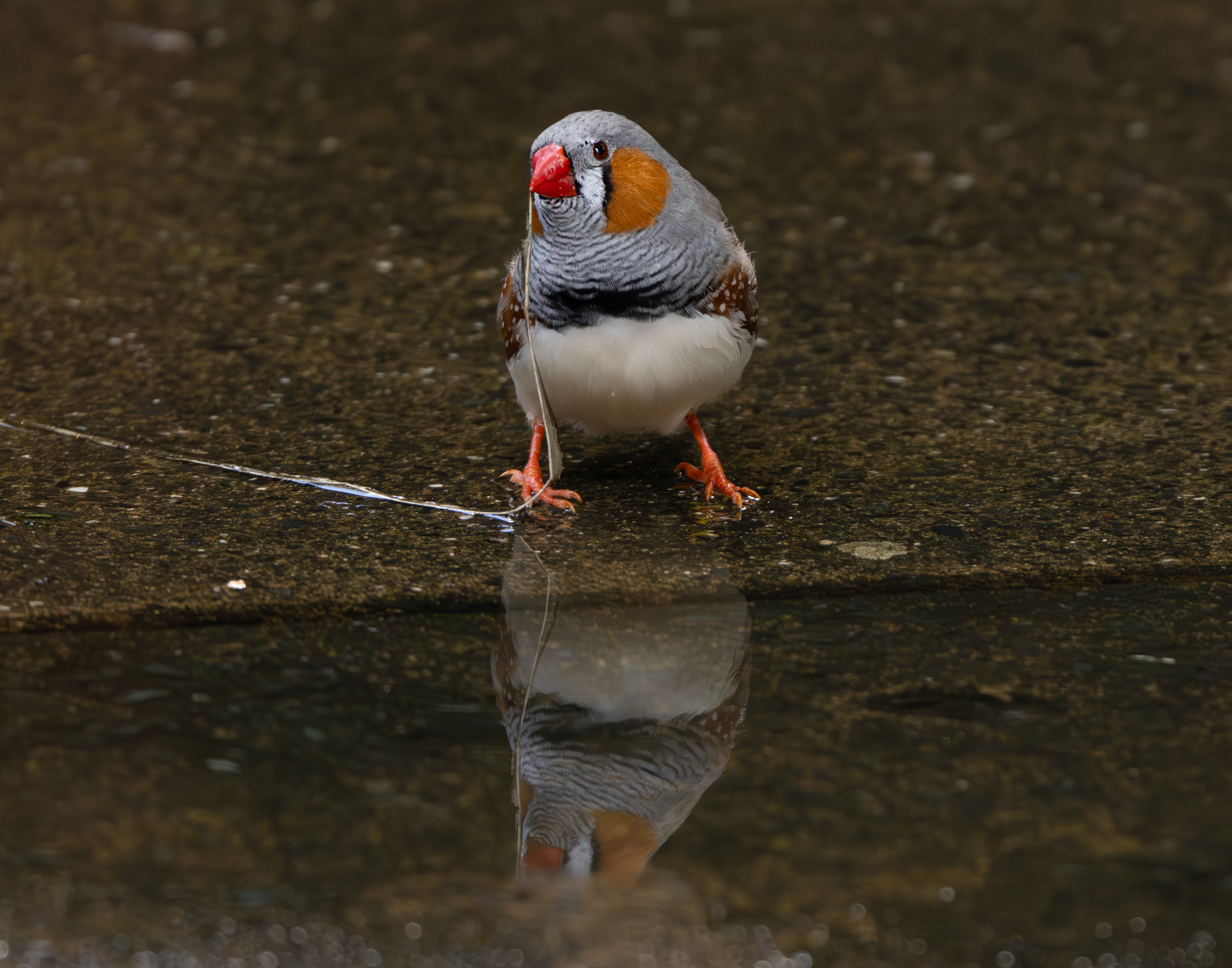 Little Reflection
