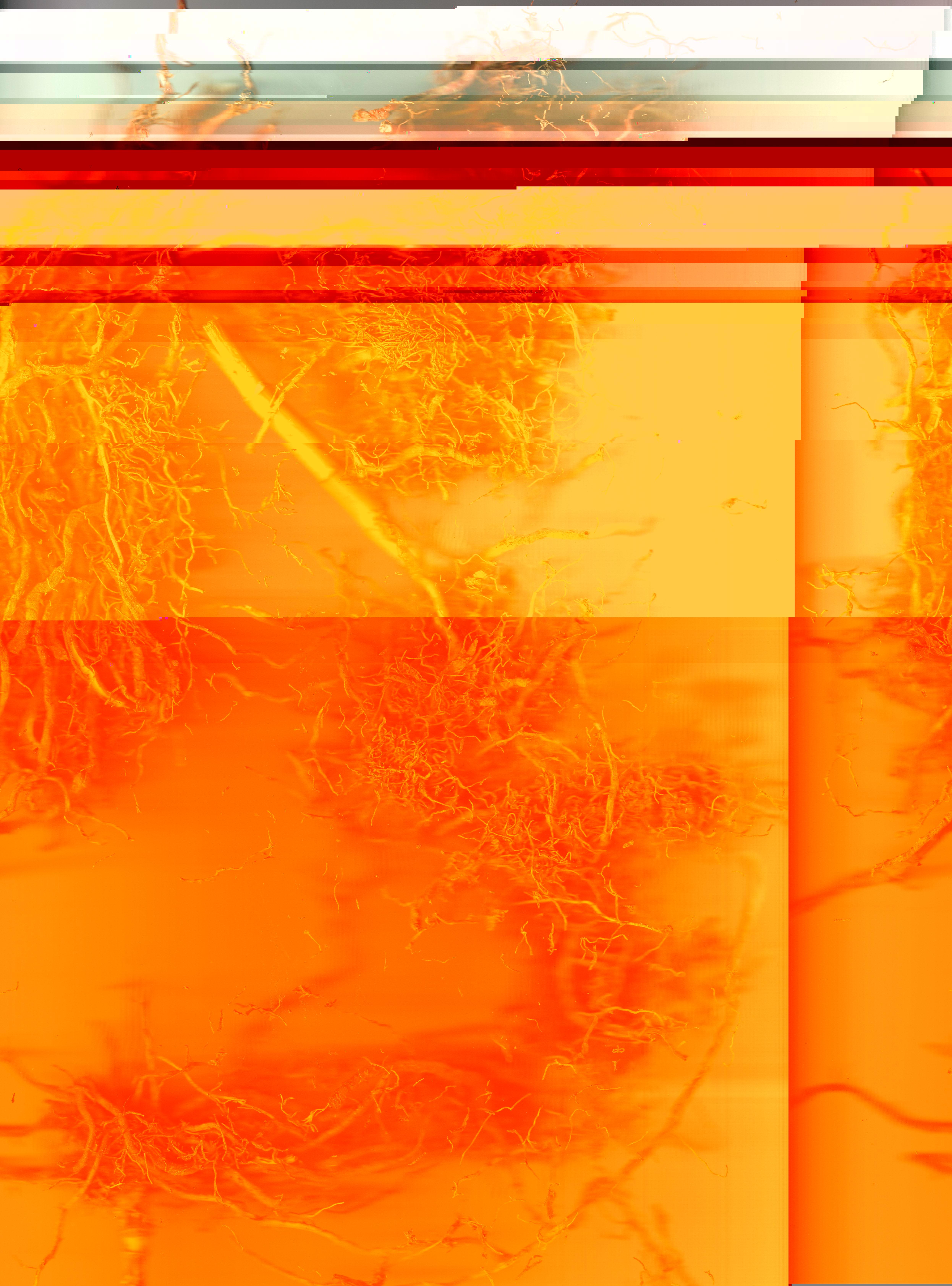Blorgg Honklorph Malfonxia b[1]