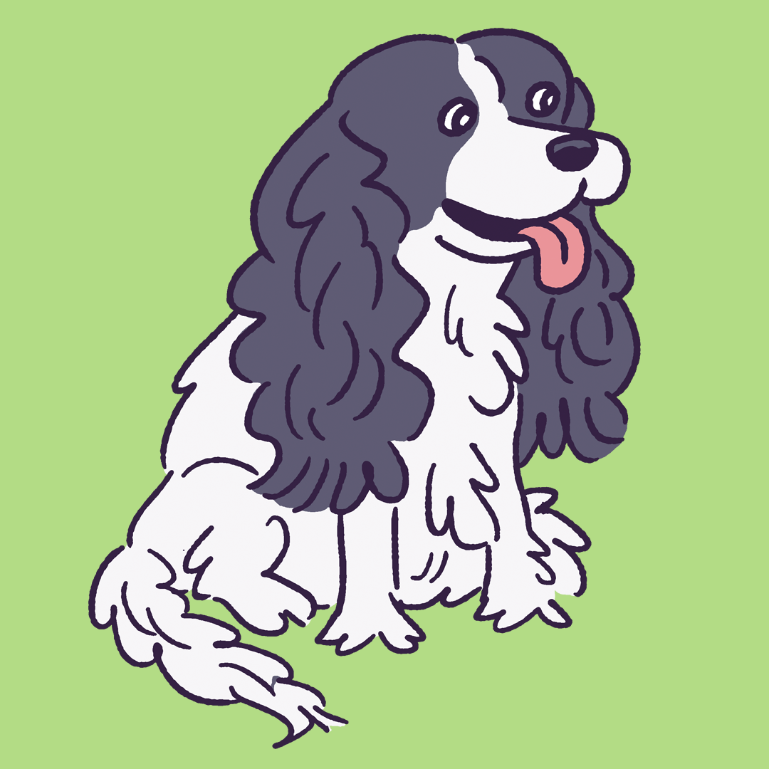 King Charles Cav #342