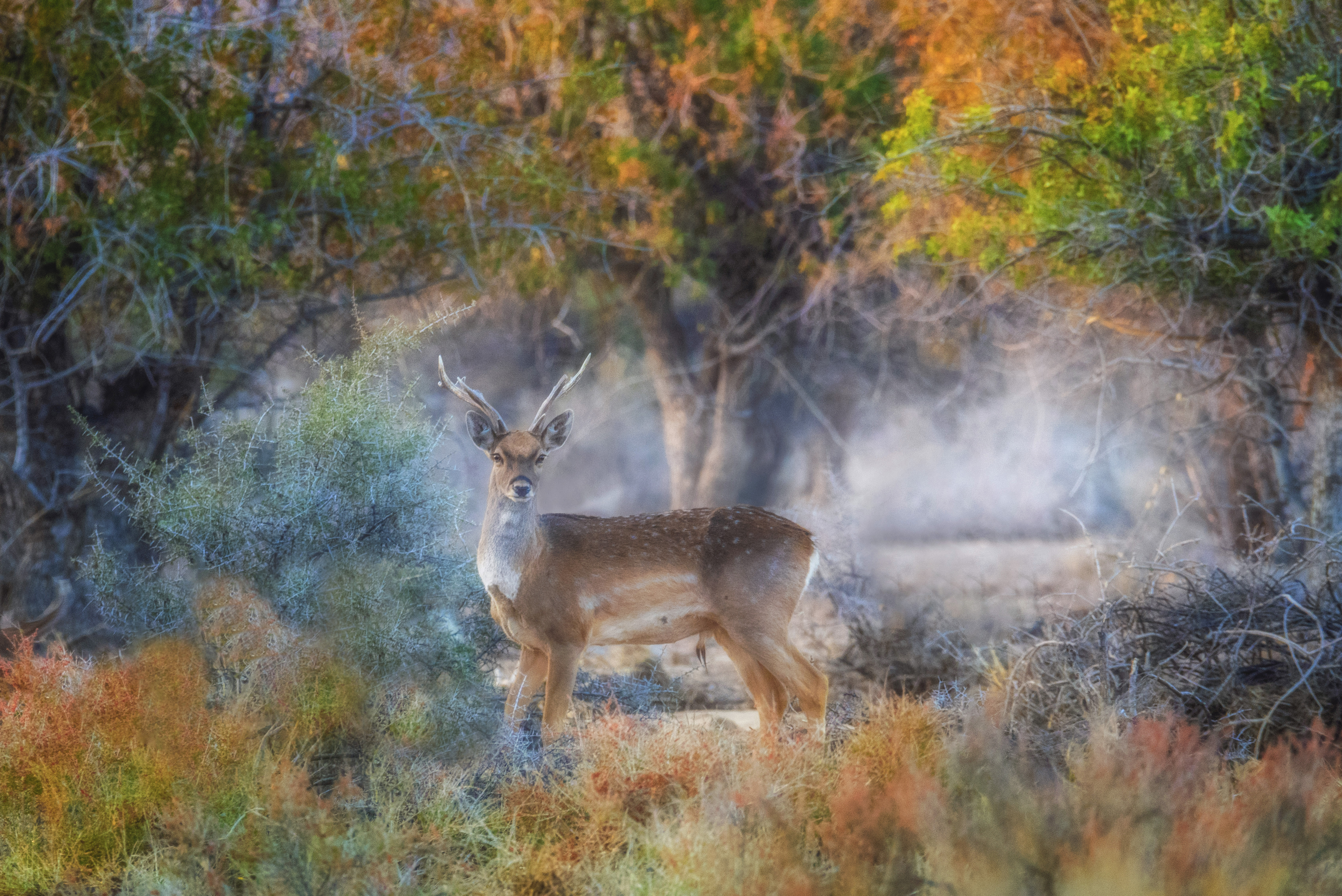 Persian Deer #15