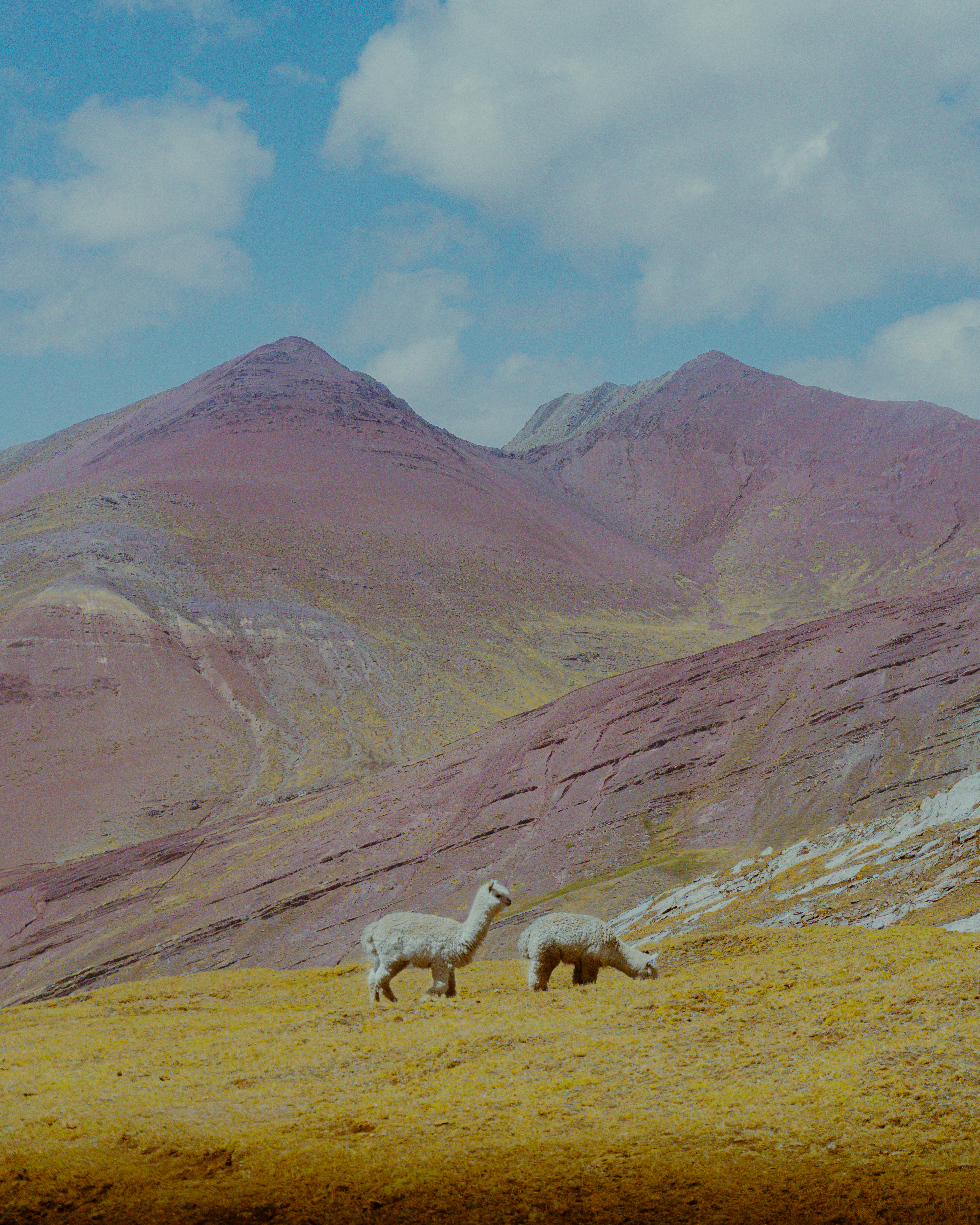 Andean Garden
