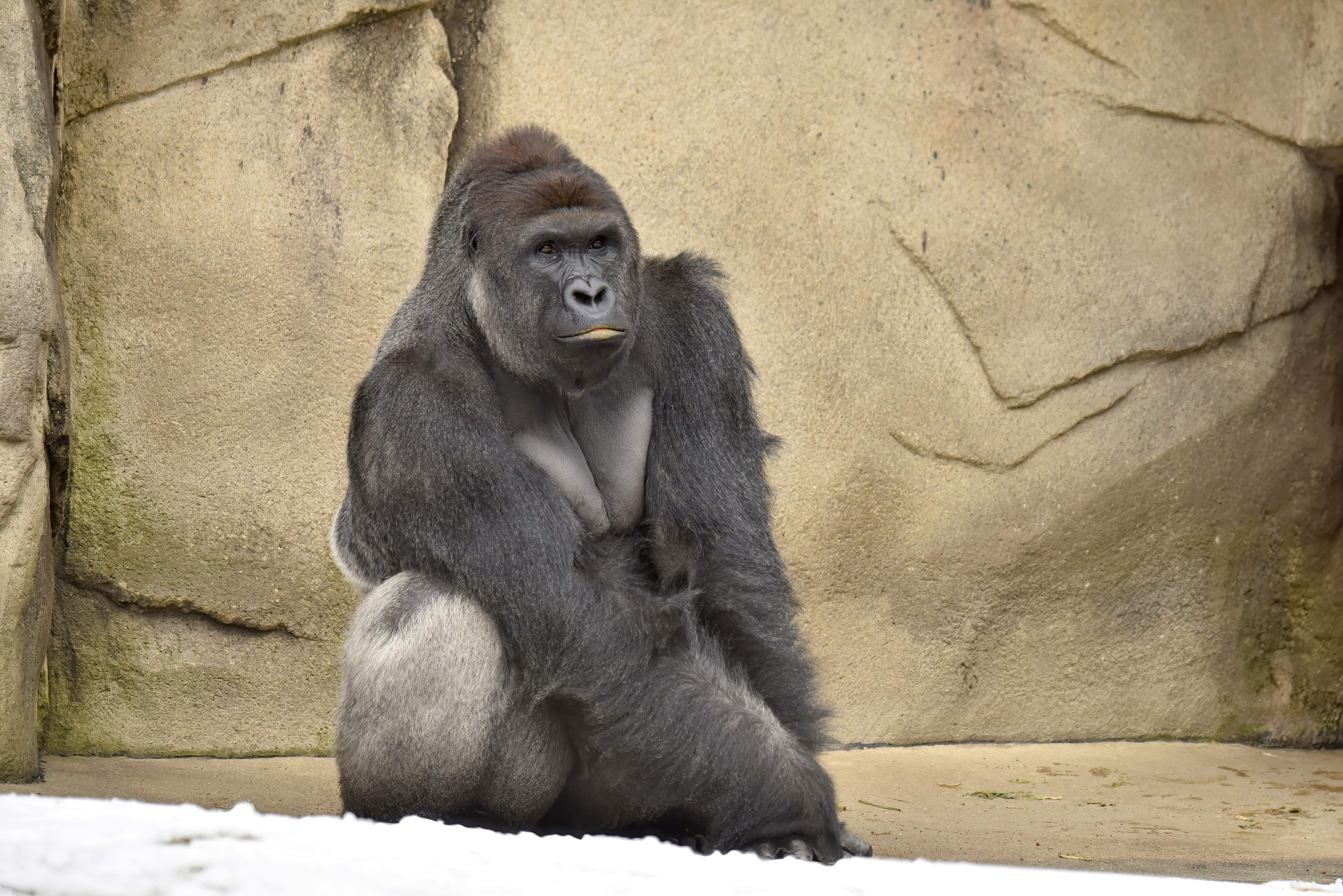HARAMBE: LEGENDS #80