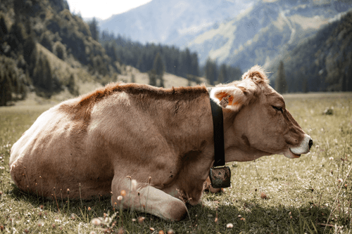 cattle