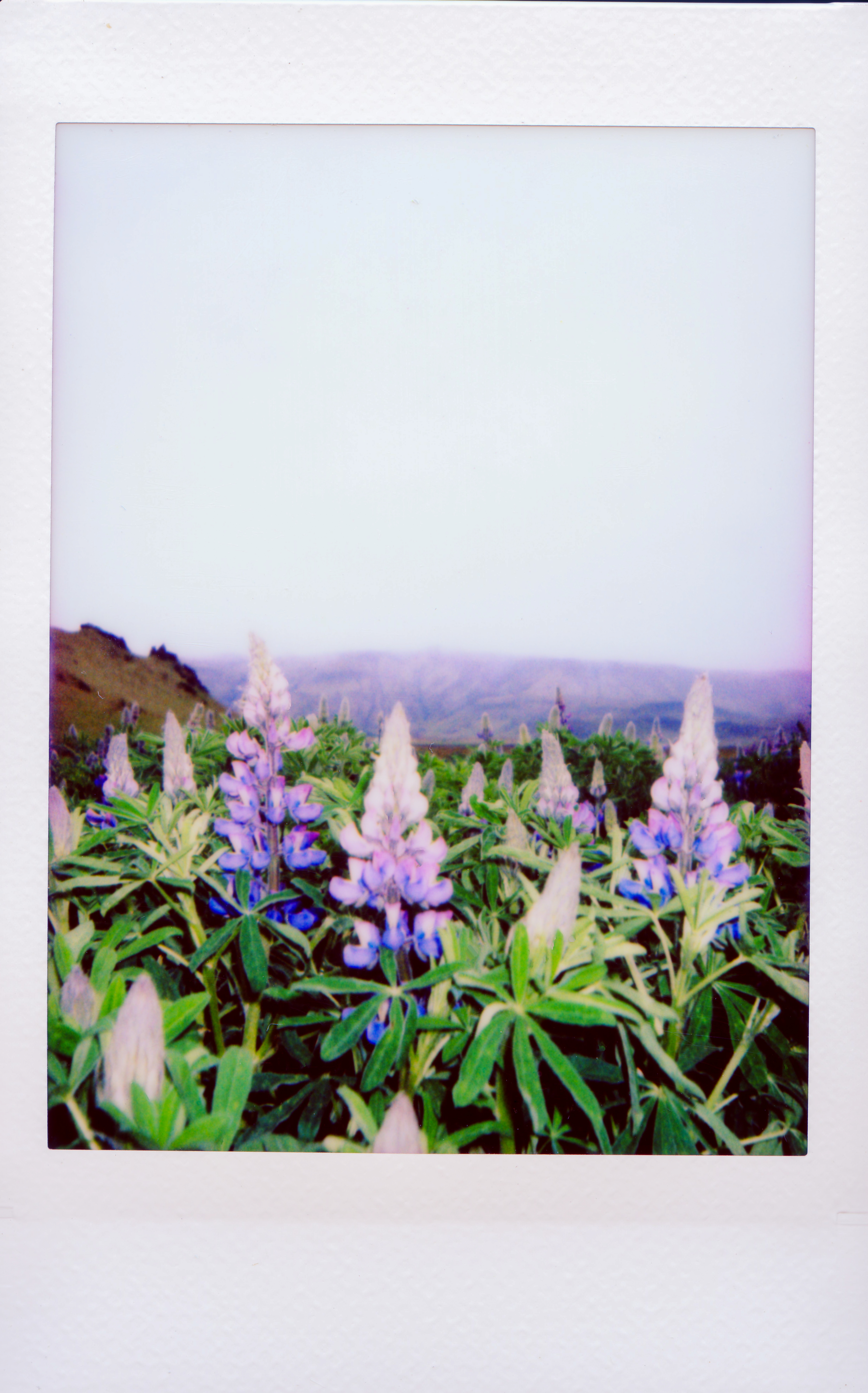 Polaroid 02- Wildflowers