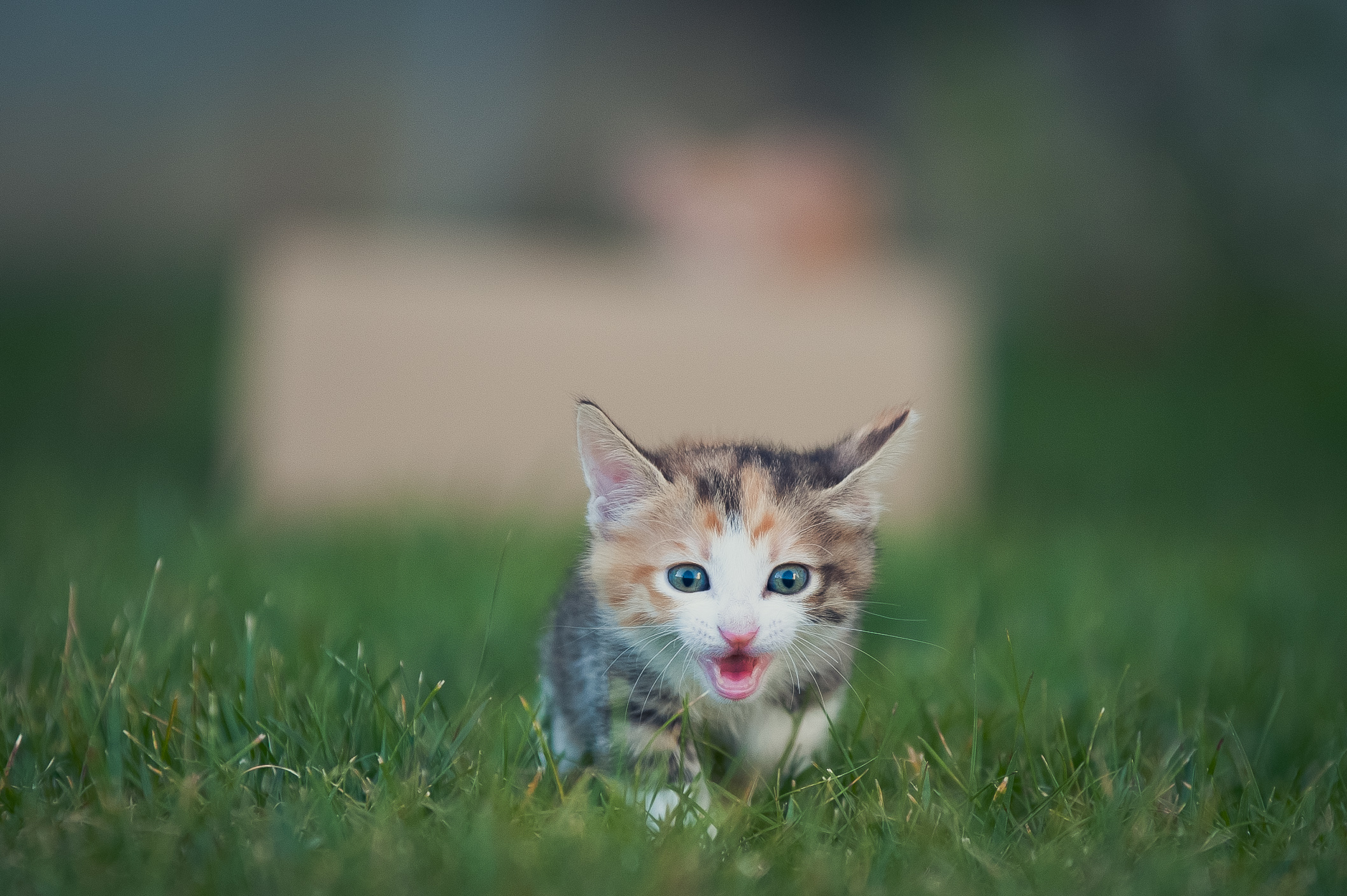 Life With Cats #8