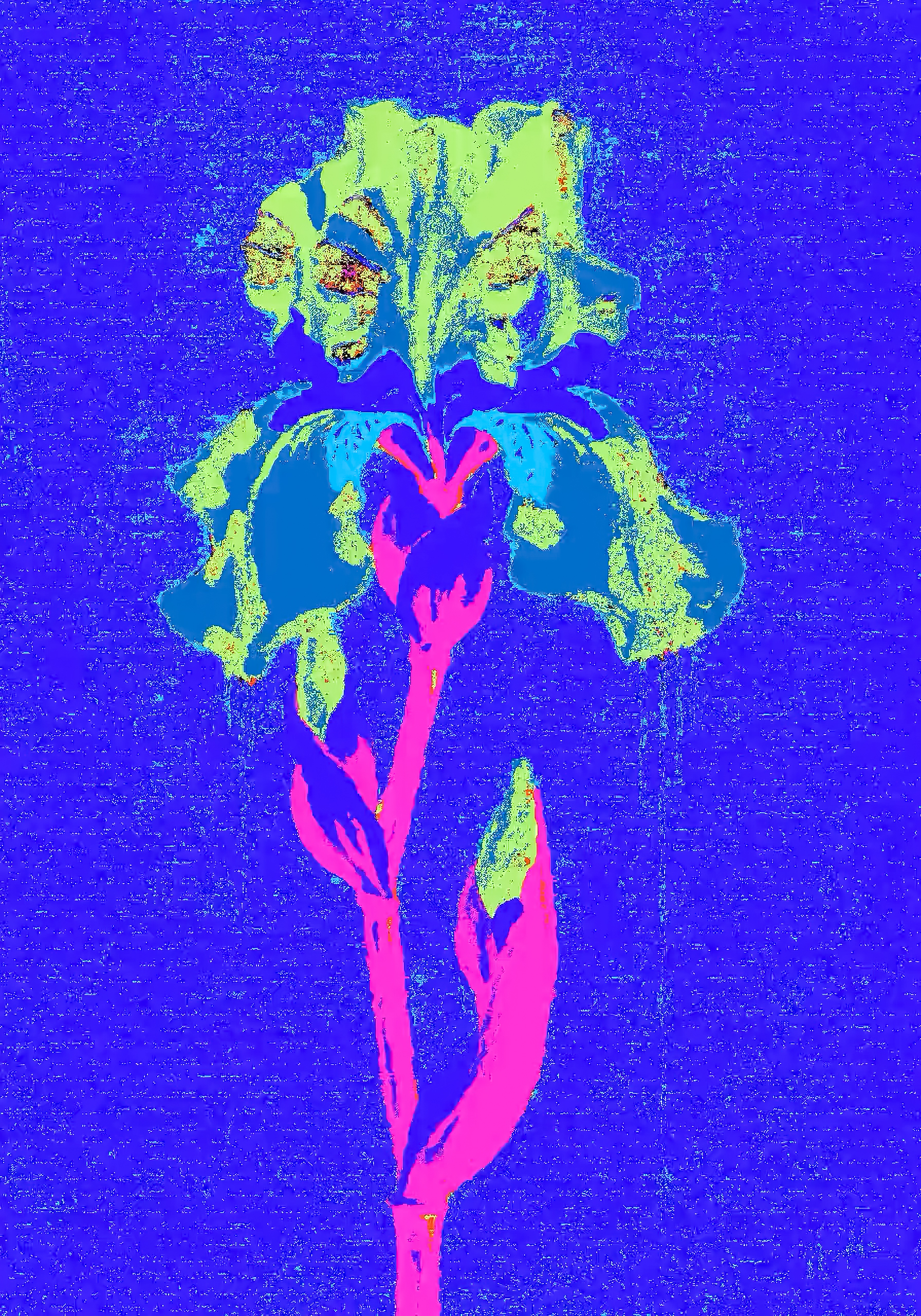 Blue Iris