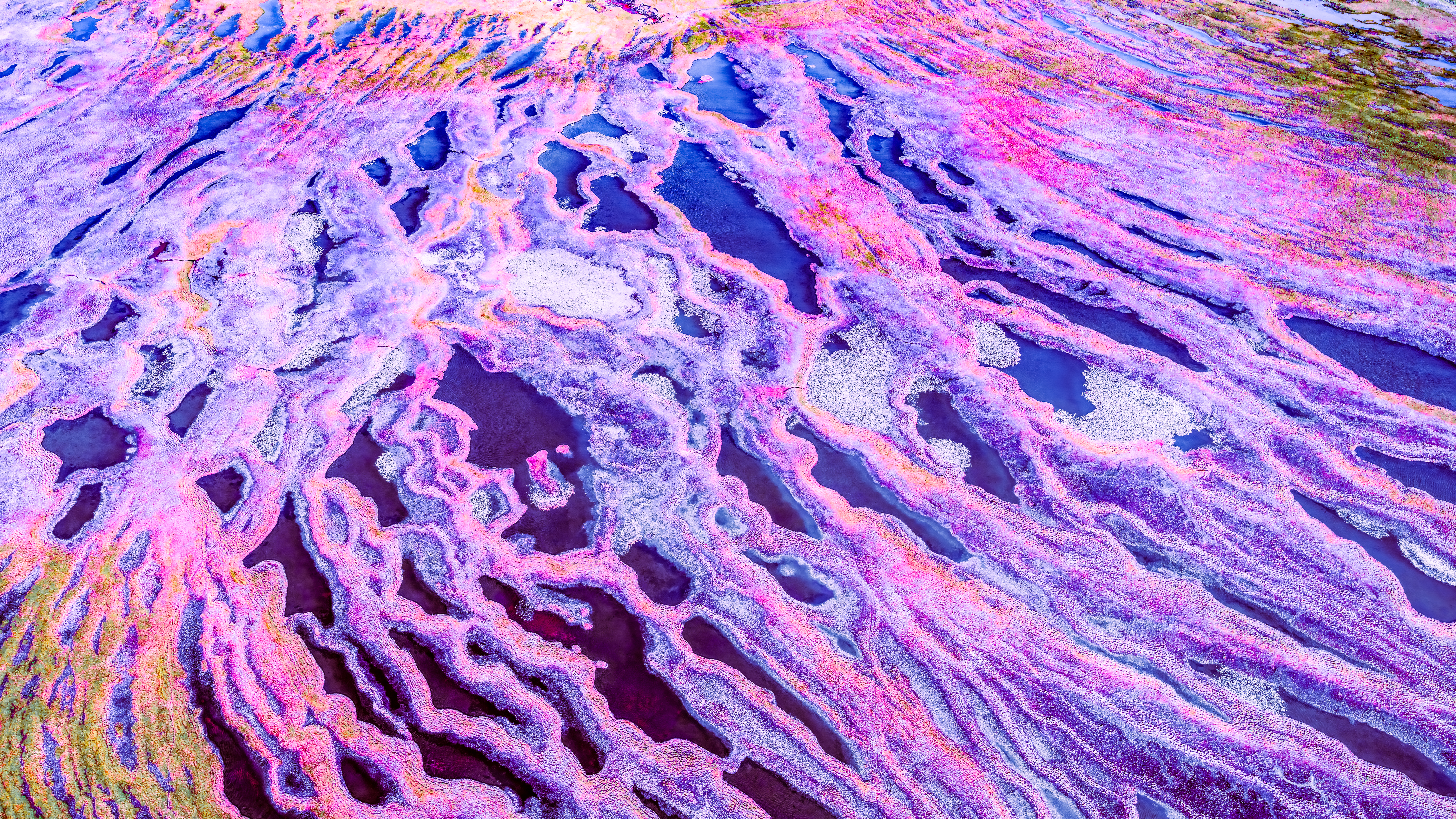 Purple Rains