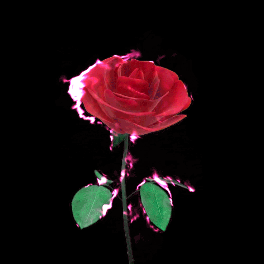 Pink Flames & Rose Ashes