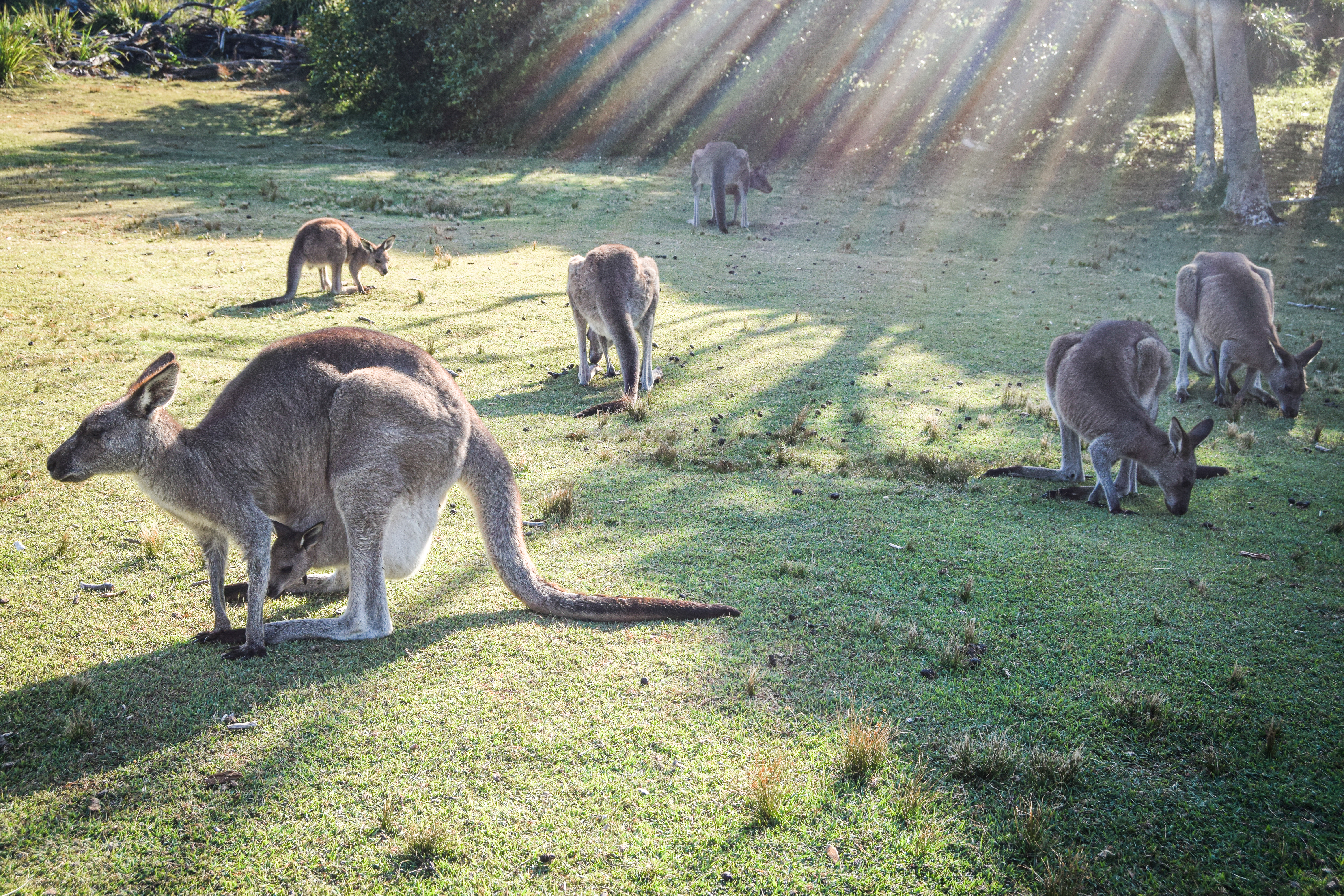 Wild Australia #14