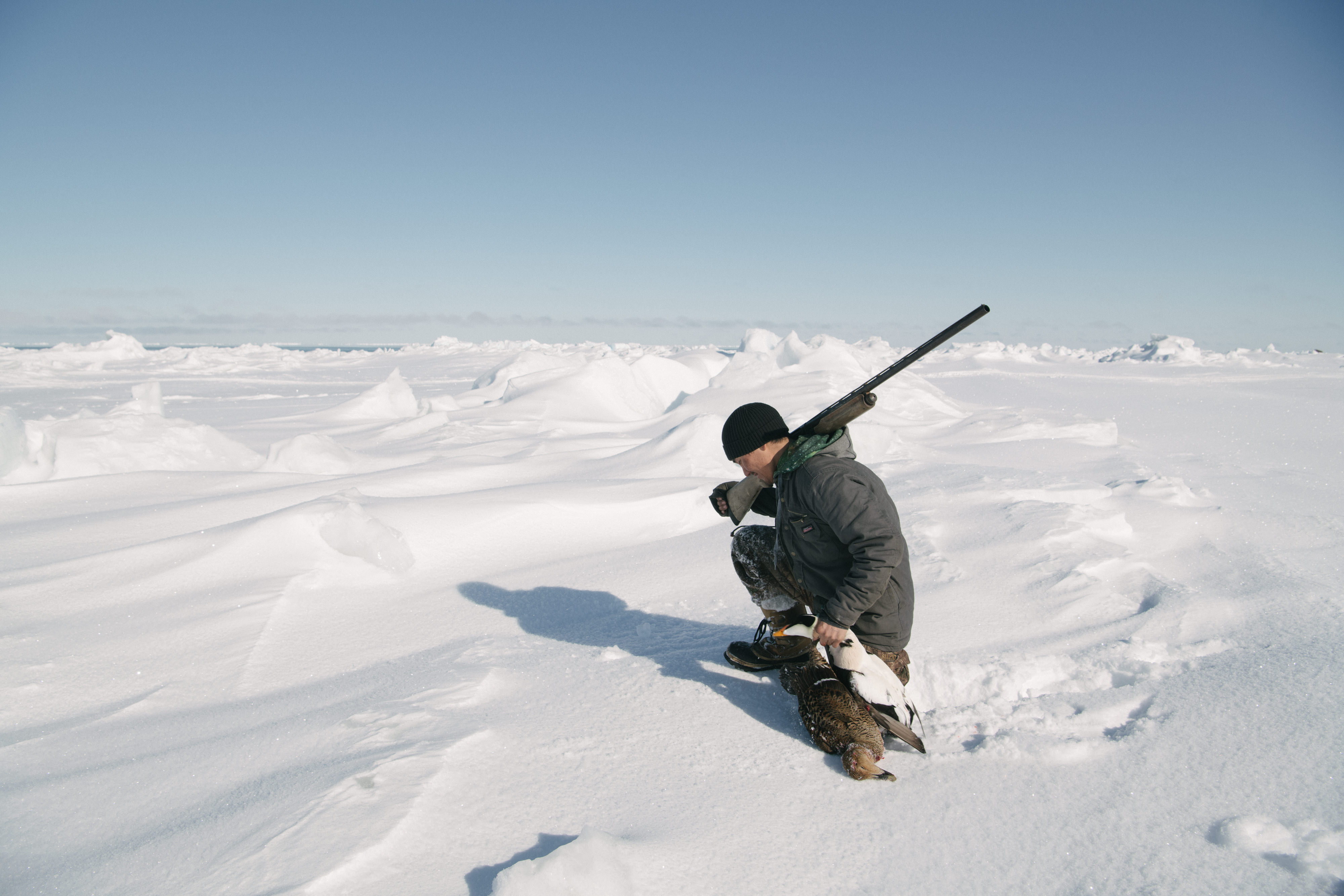 Rumors of Arctic Belonging - Breaking Through Crust with Eiders, Nuvuk
