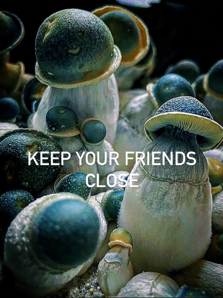 keep your friends close 