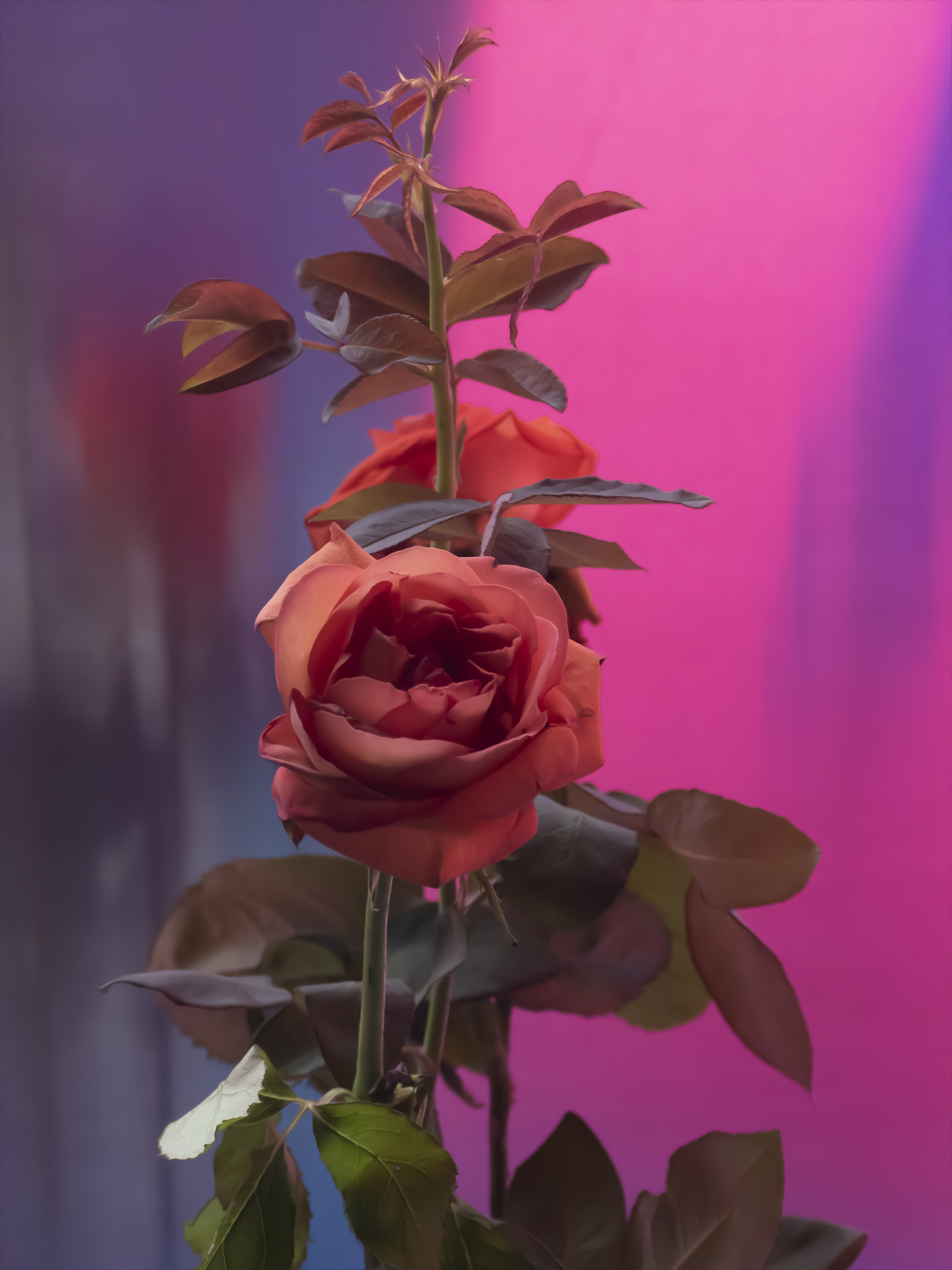 Roses