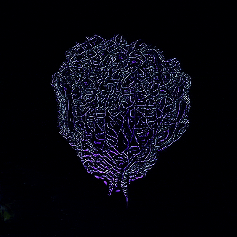 Thought Fragment