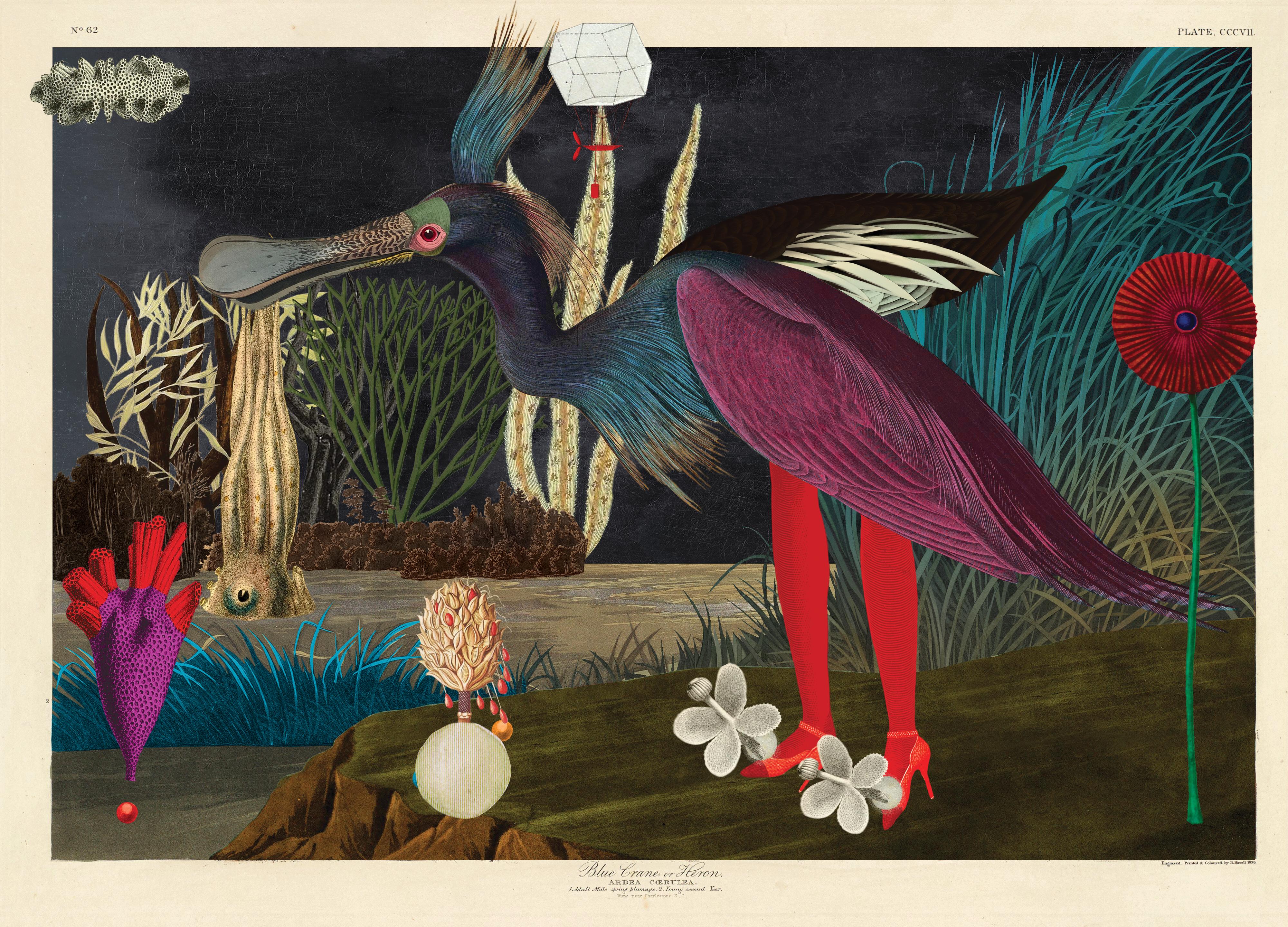 Grus Paradisea Morphea #47