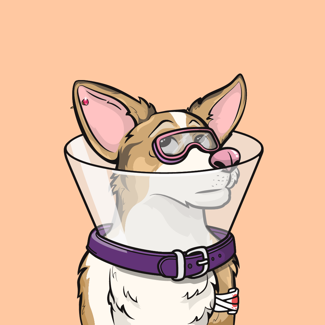 Approving Corgis #5581