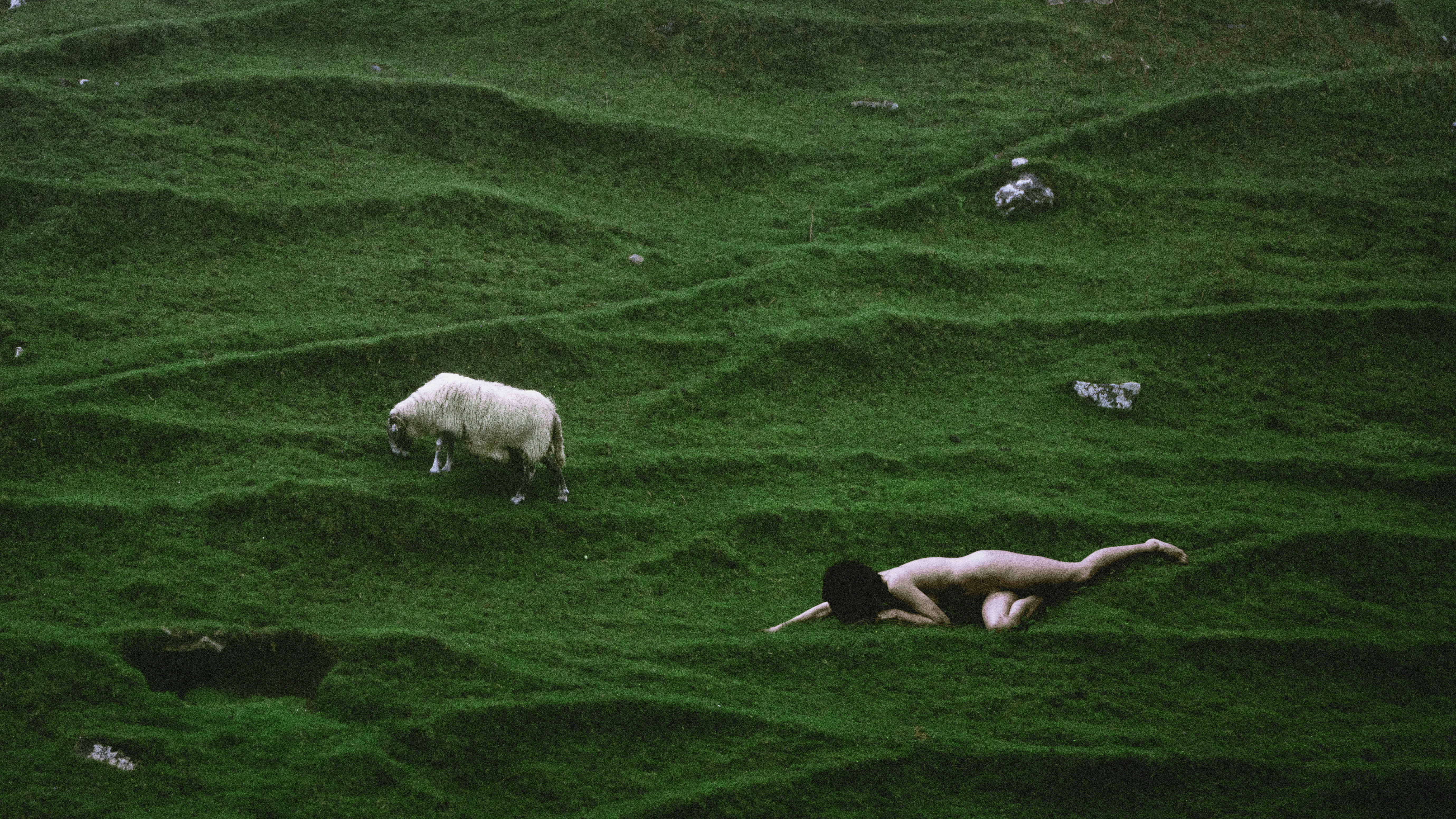 Blind Sheep Gather 
