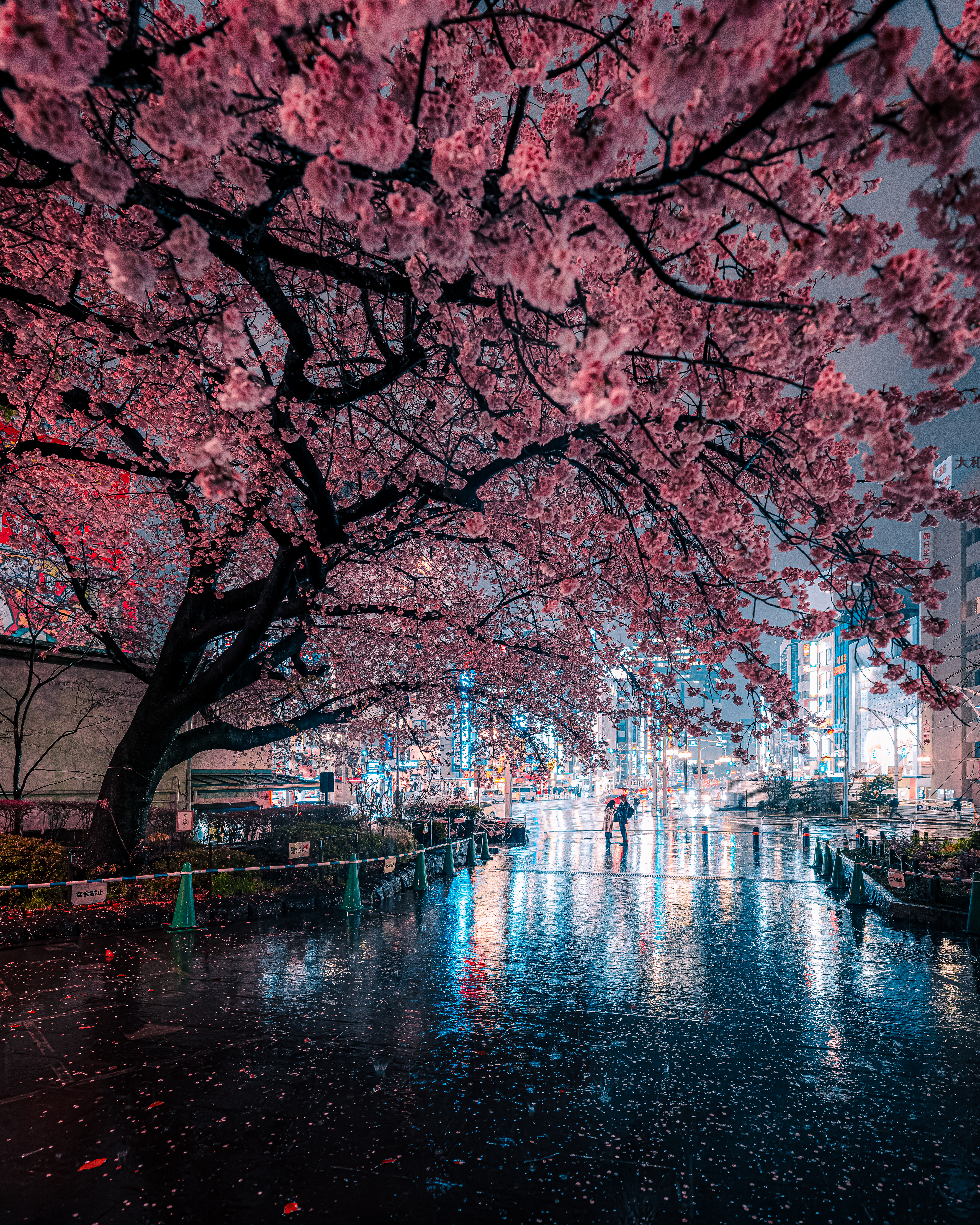 Cherry blossom in the neon city