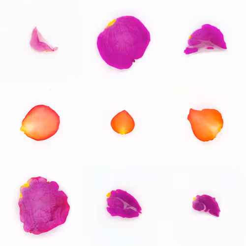 Infinite Petals 3x3#1389