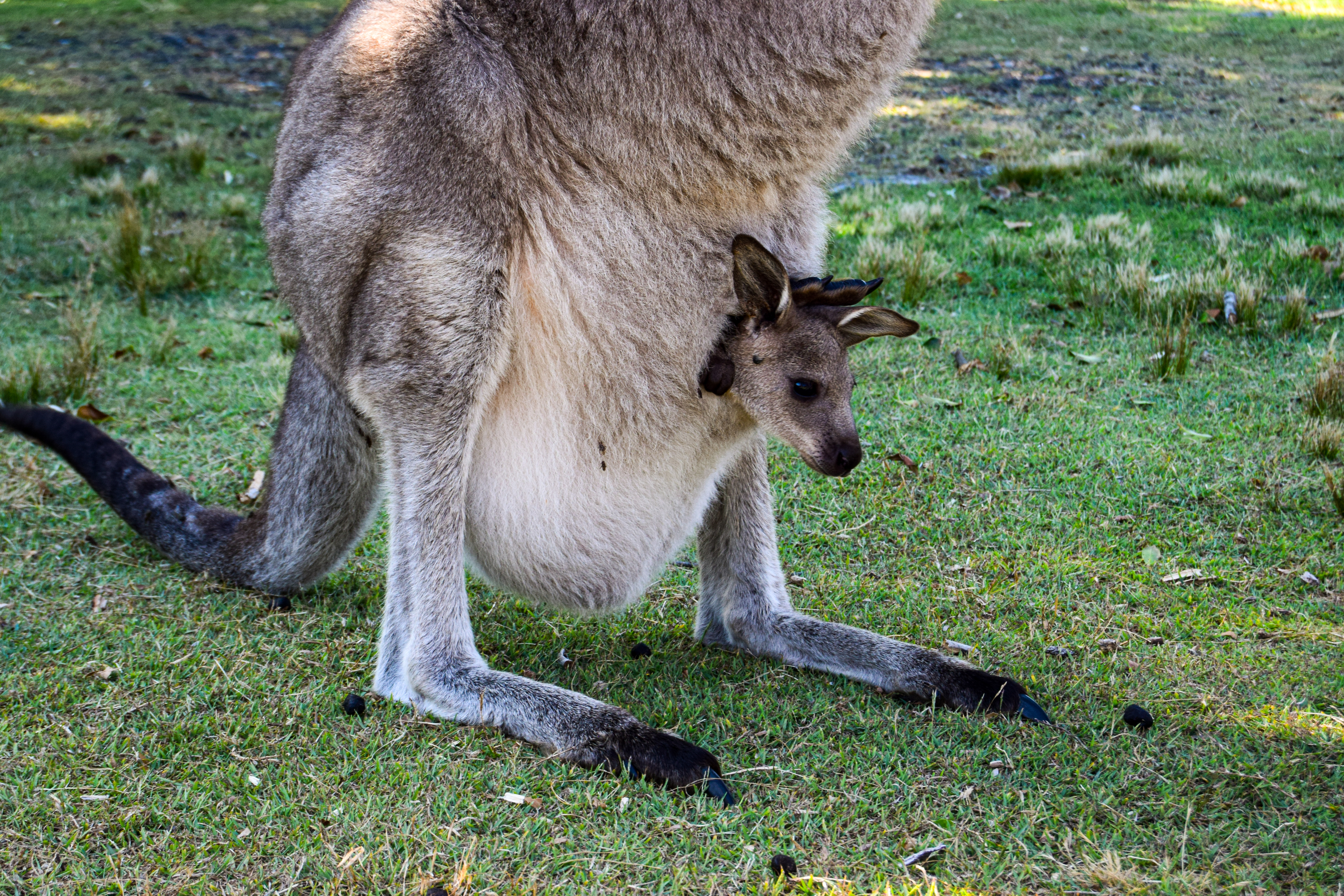 Wild Australia #8