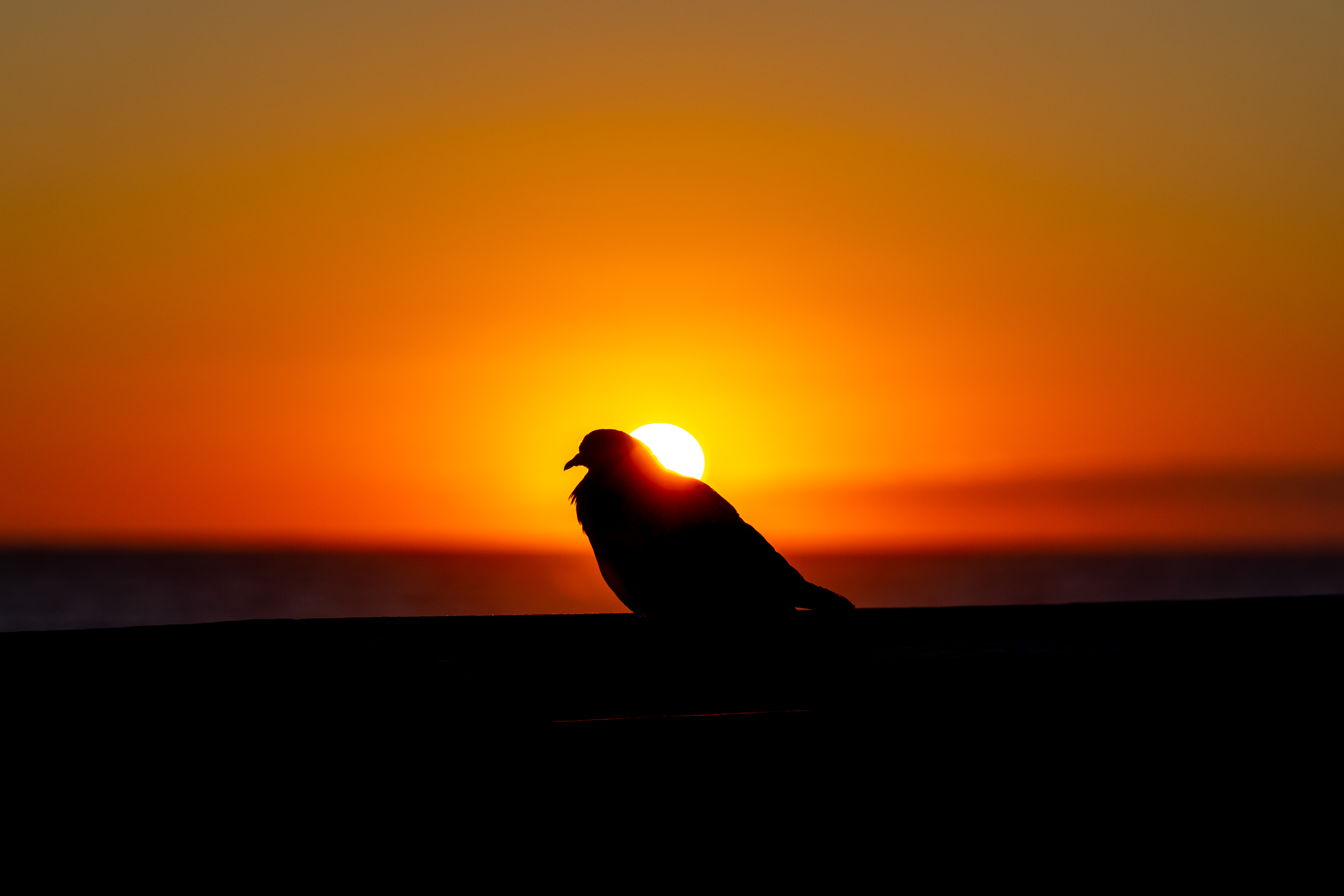 the perch #8 