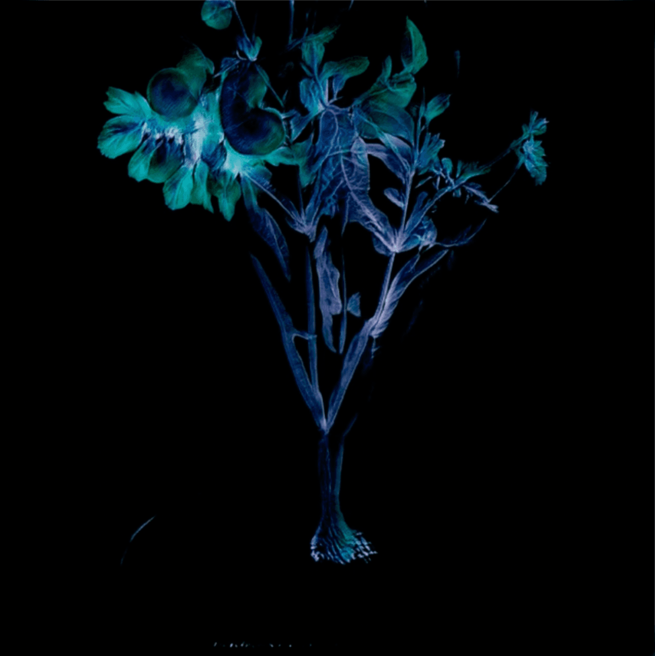 Floral Shift - Solanaceae extra
