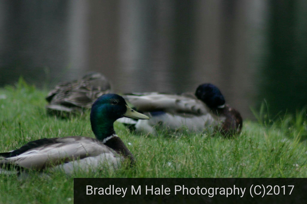 Ducks
