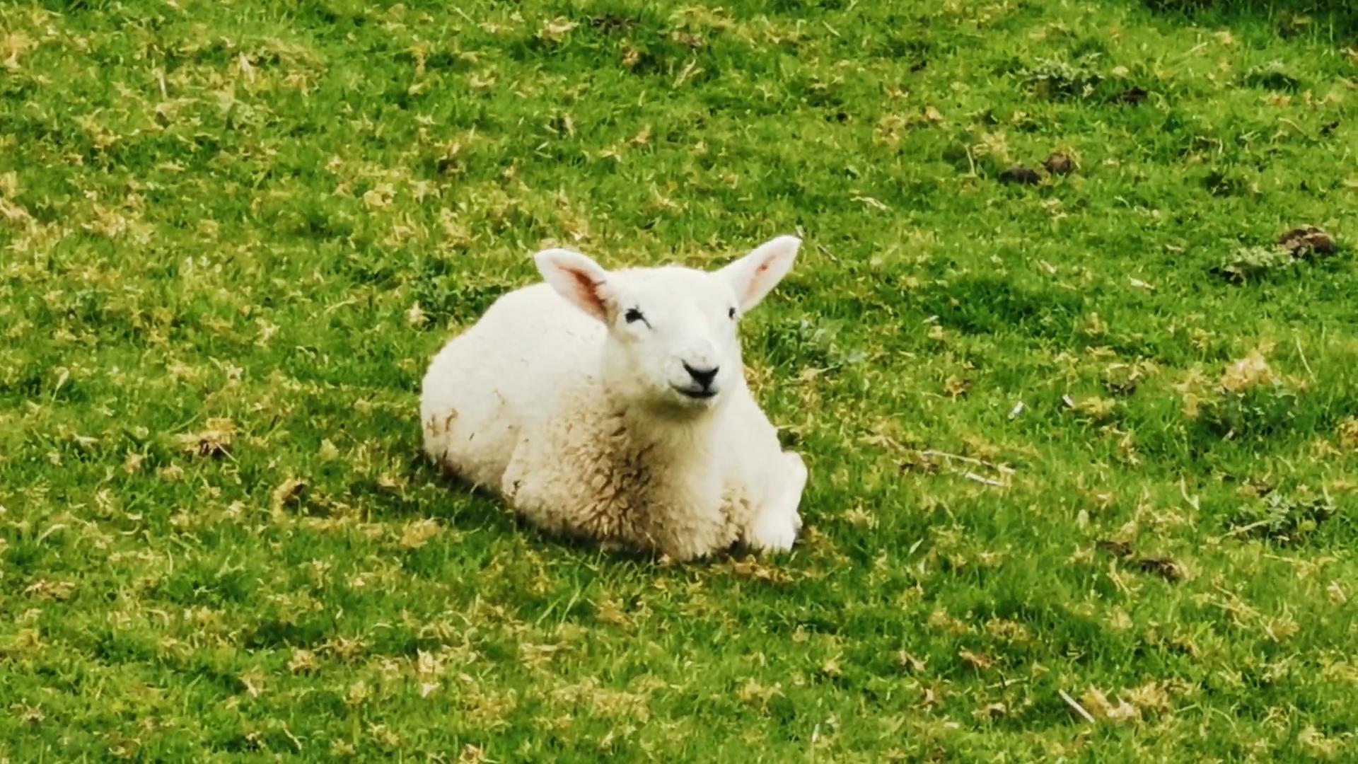Minted Lamb