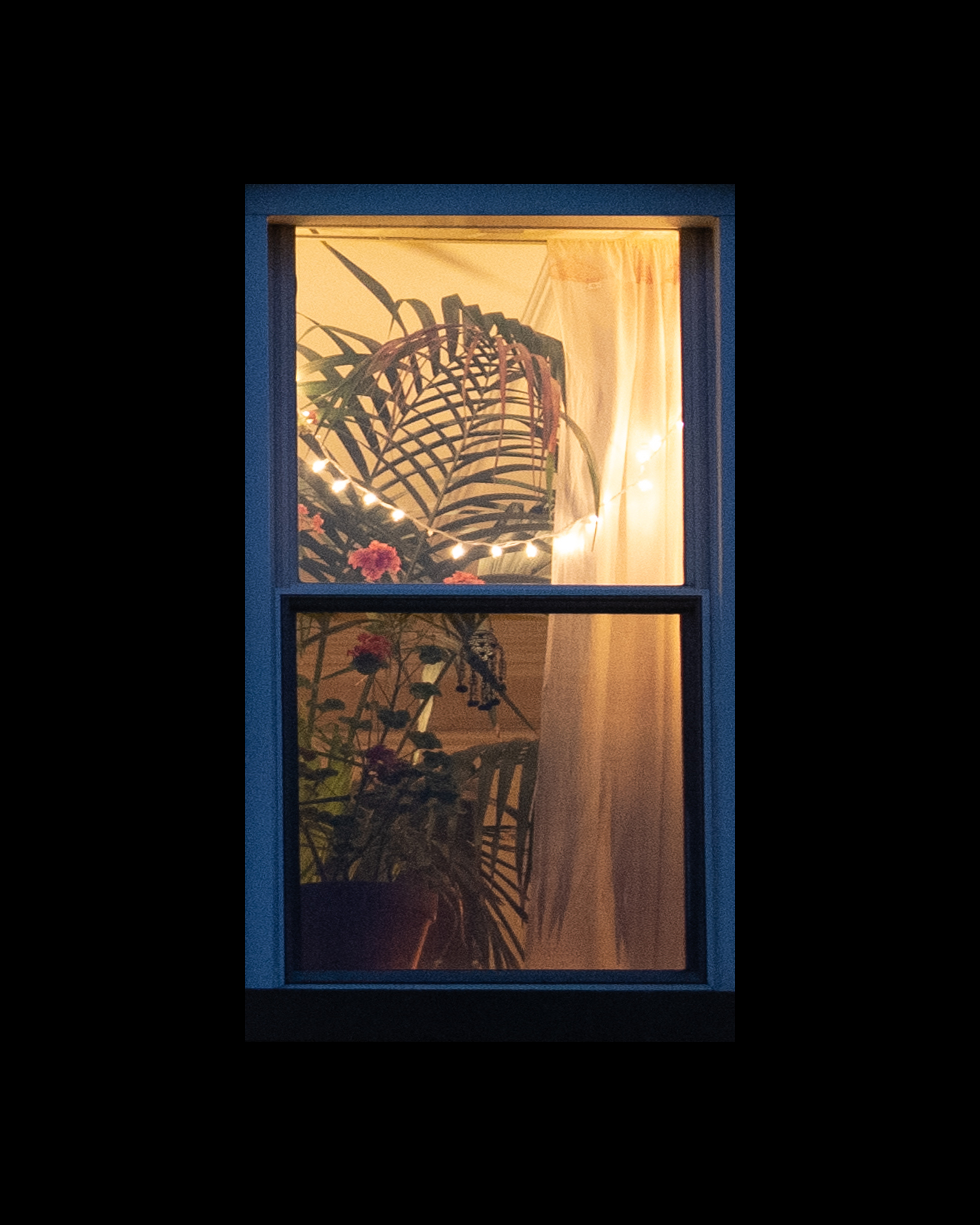 WINDOW 388