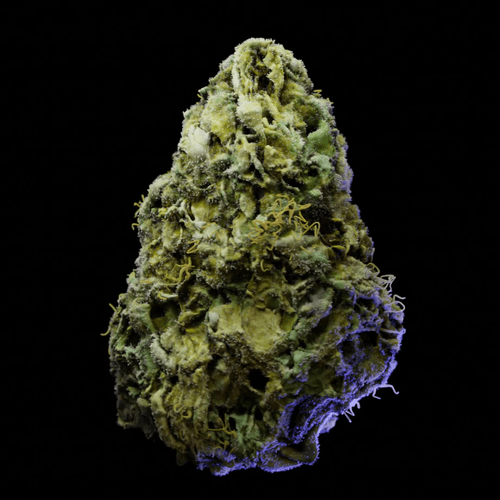 Northern Lights