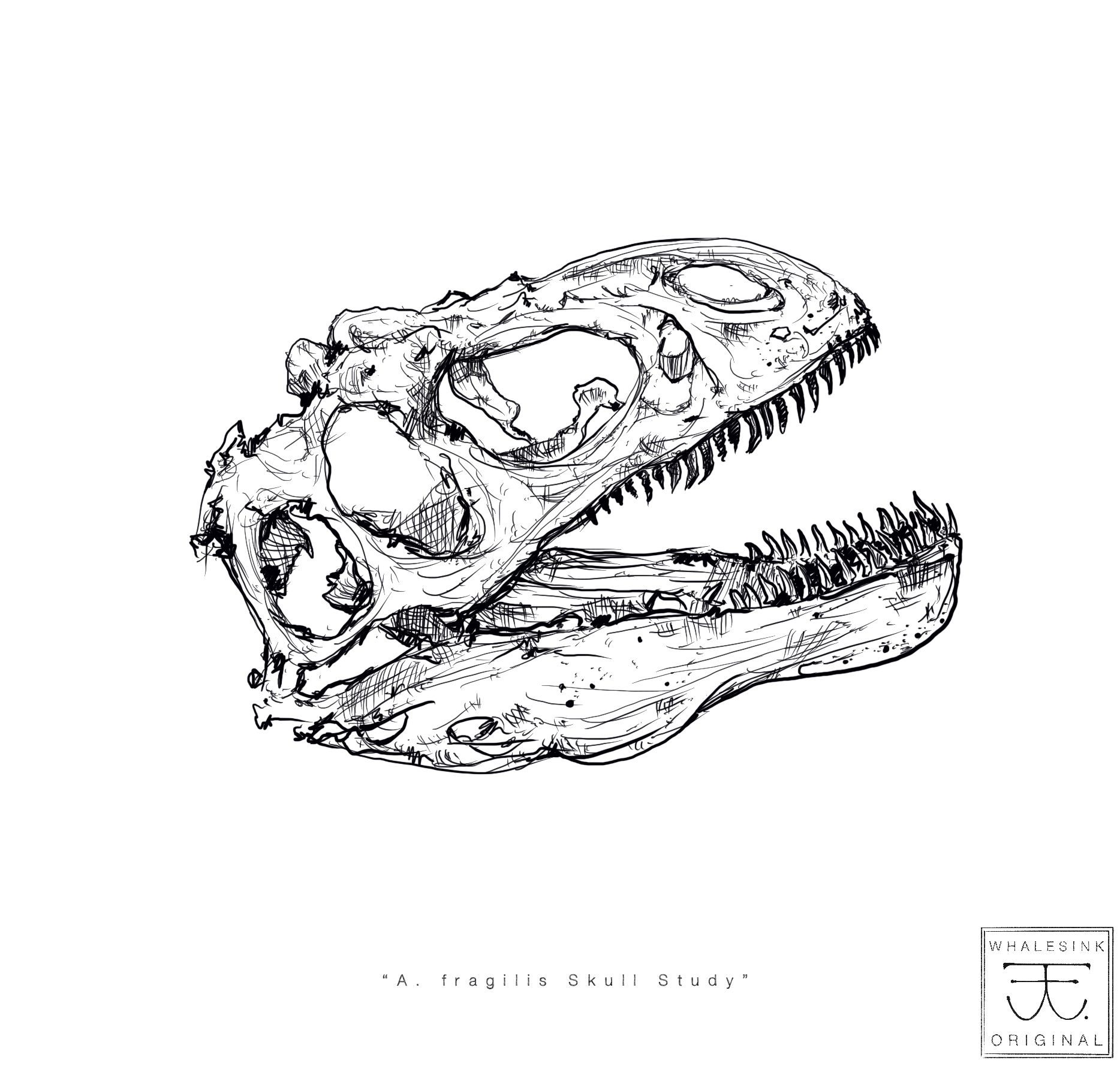 A. fragilis Skull Study