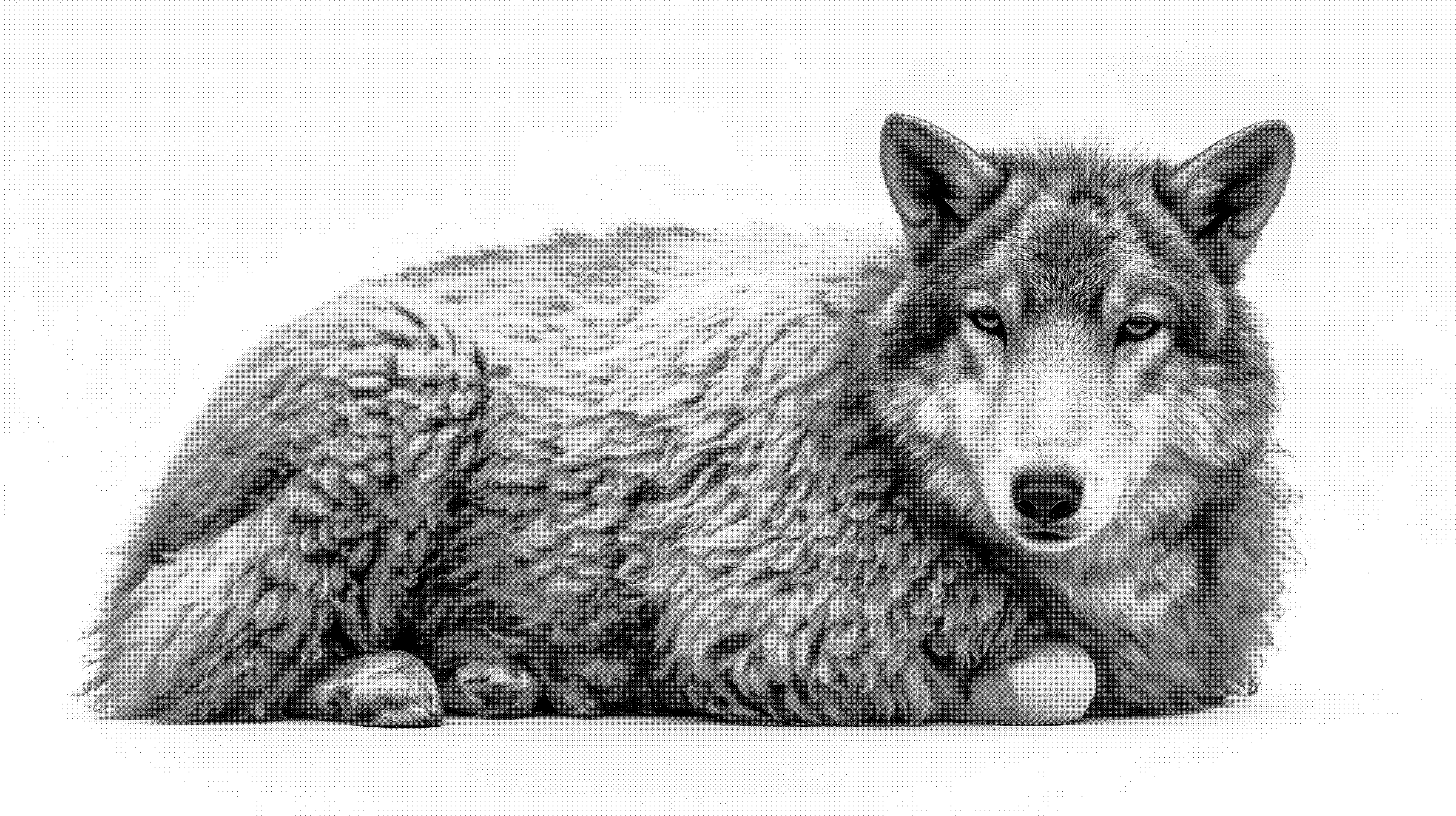Wolves and Sheep #1
