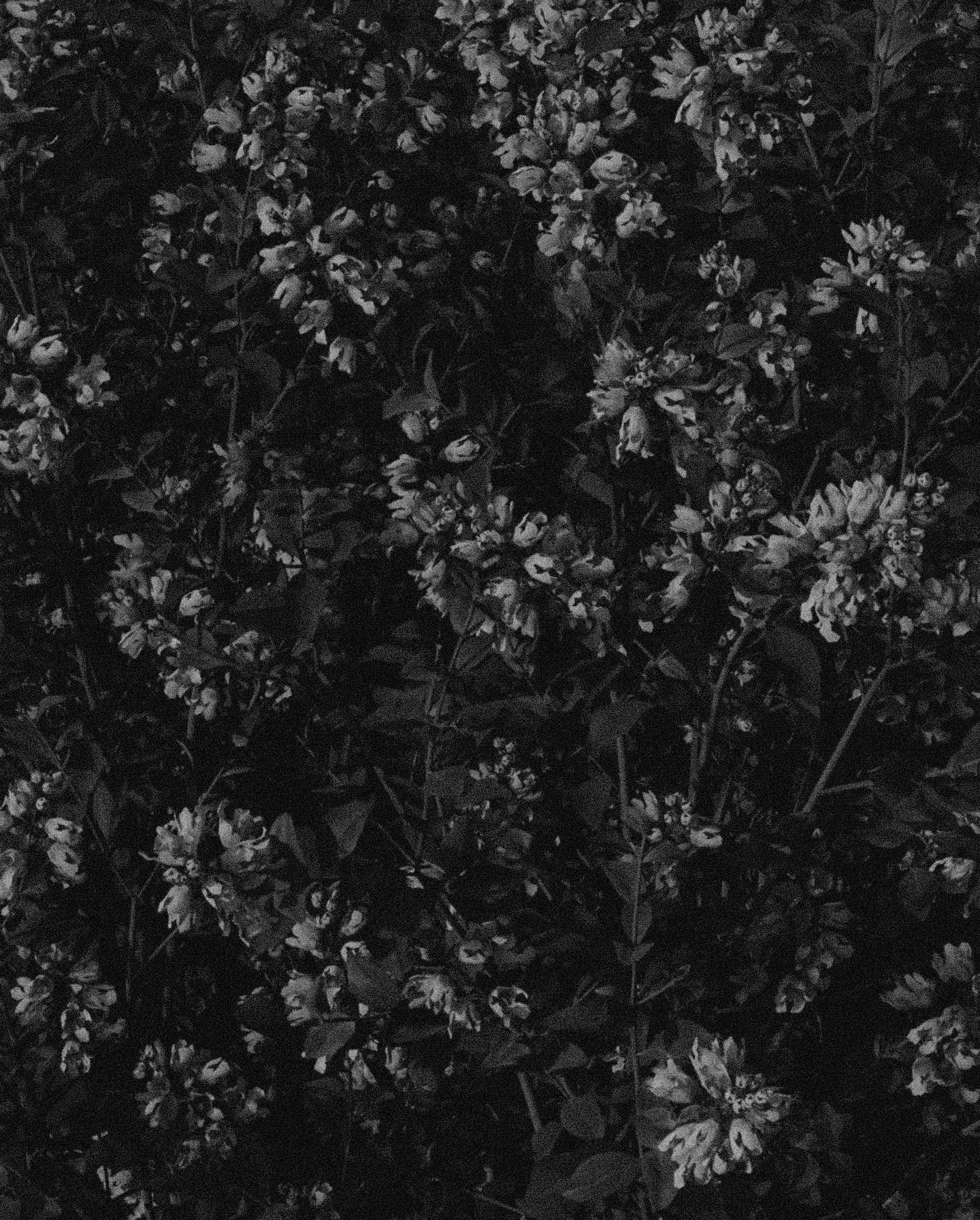 I can't forget the color of your favourite flowers 